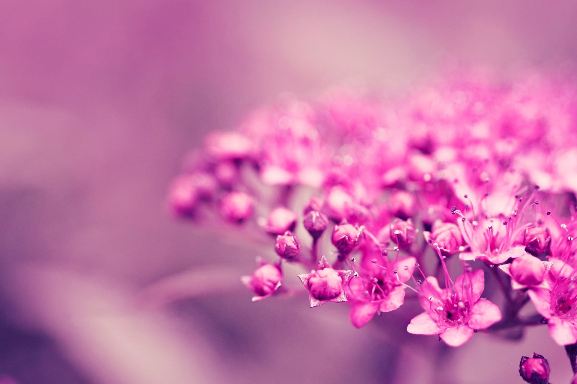 Free download wallpaper Plant, Macro, Blur, Smooth, Flower, Background on your PC desktop