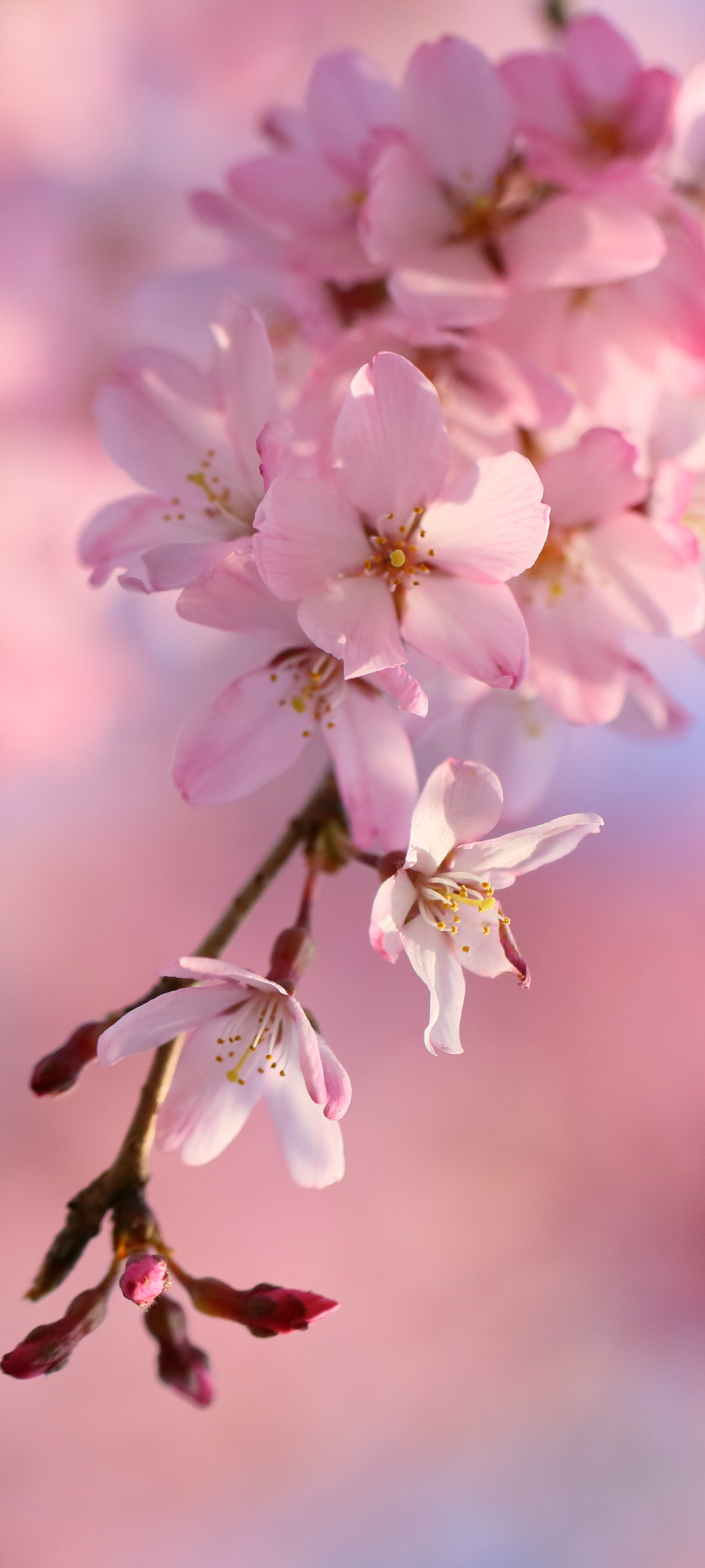 無料モバイル壁紙地球, 春, 桜の花, さくらをダウンロードします。