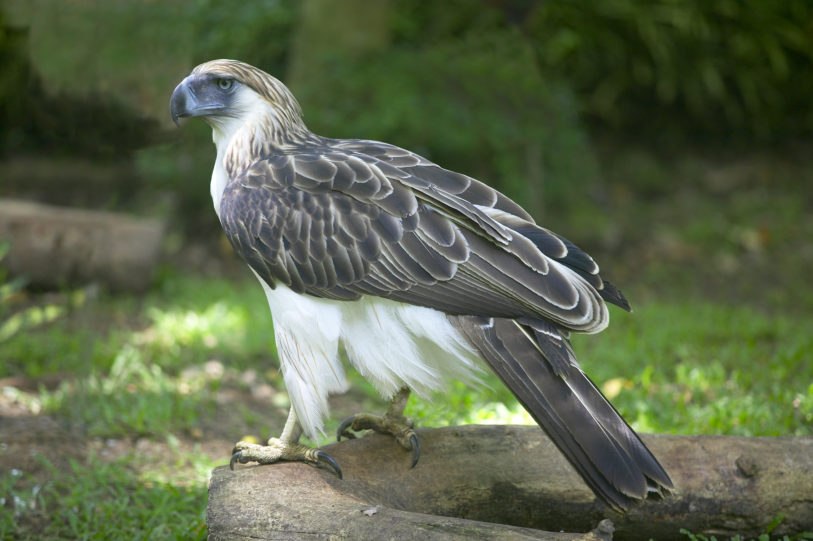 301136 скачать картинку животные, филиппинский орел, птицы - обои и заставки бесплатно