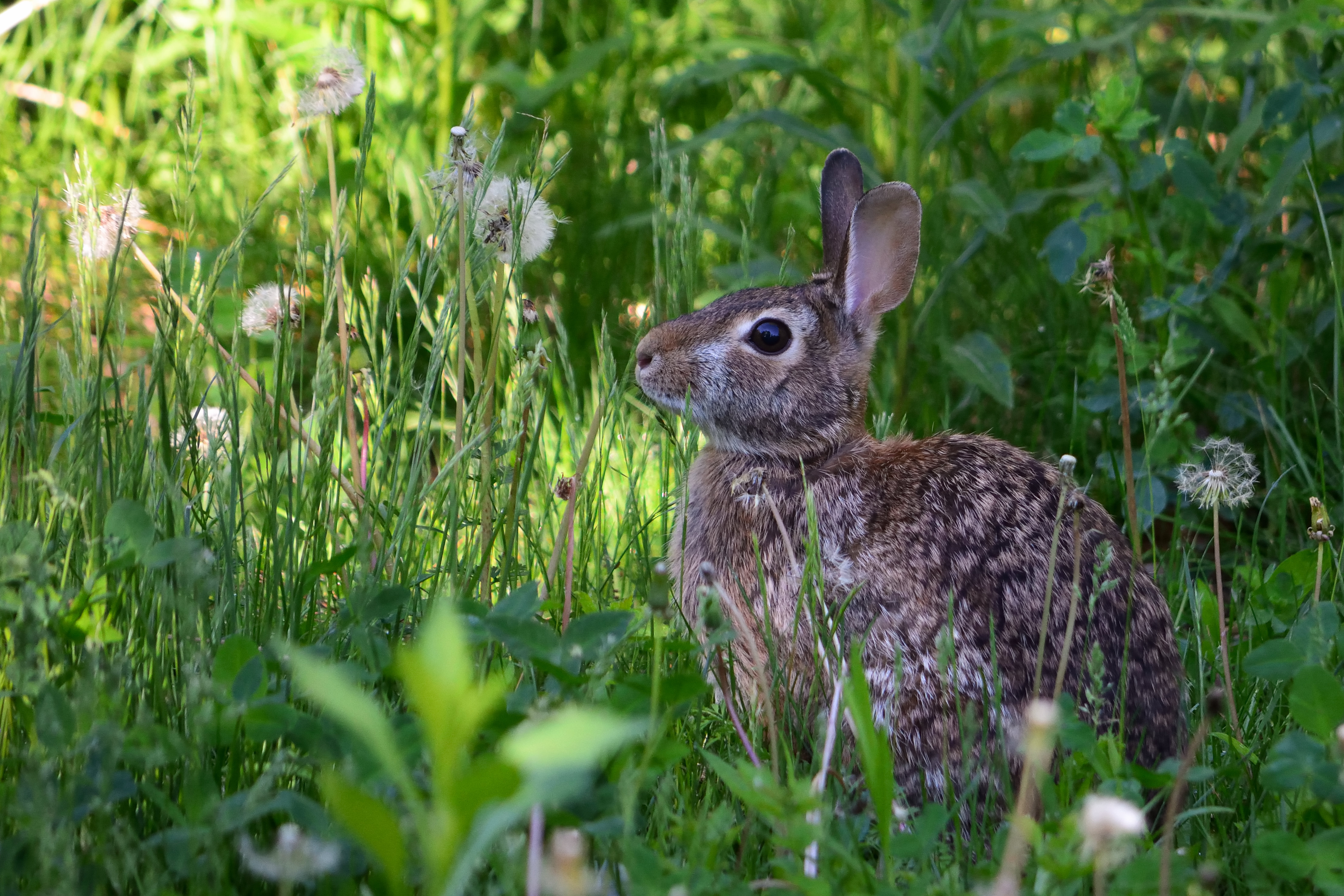 animal, animals, grass, fluffy, rabbit lock screen backgrounds