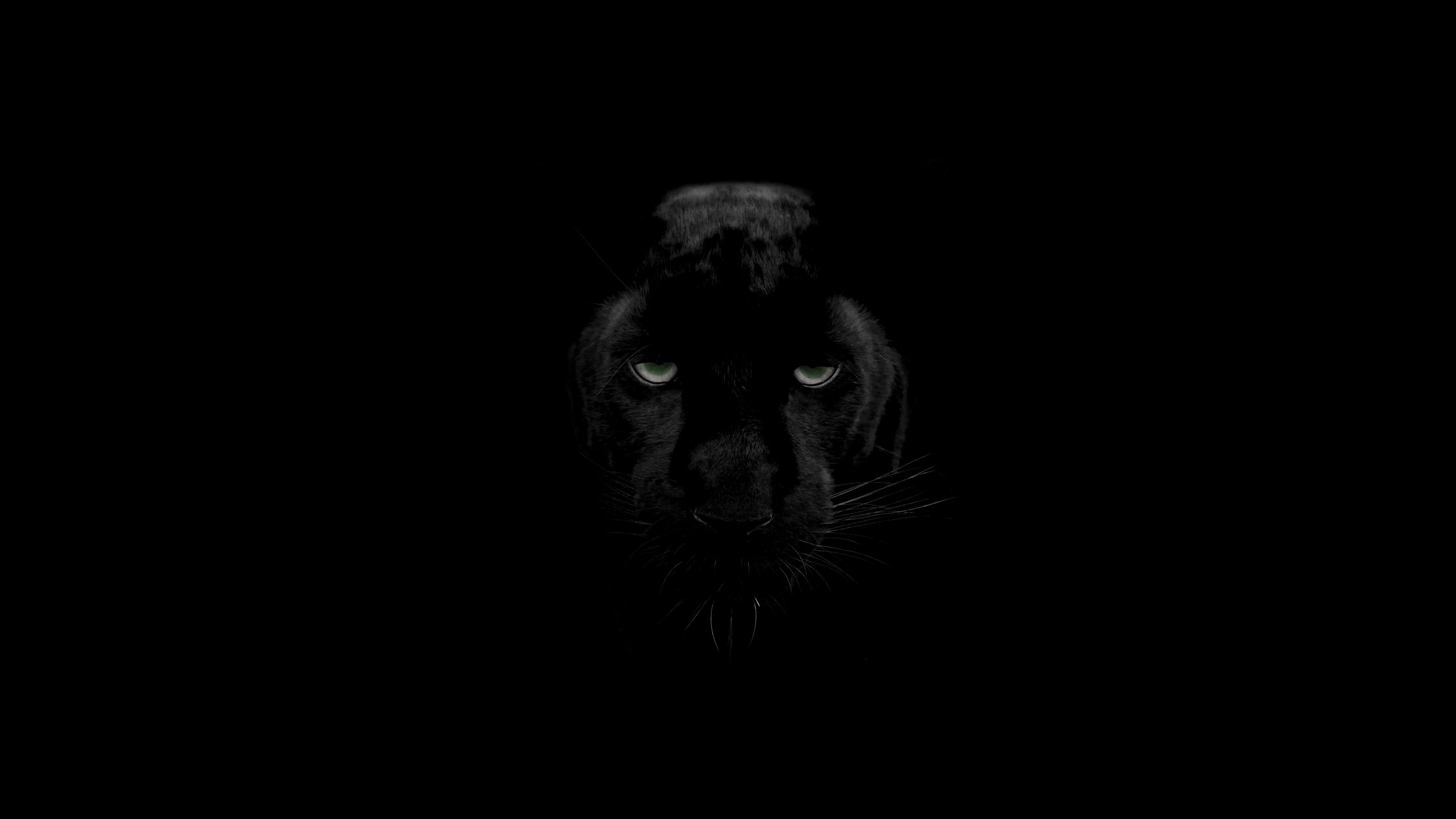 black, sight, panther, opinion, predator, big cat, wildlife