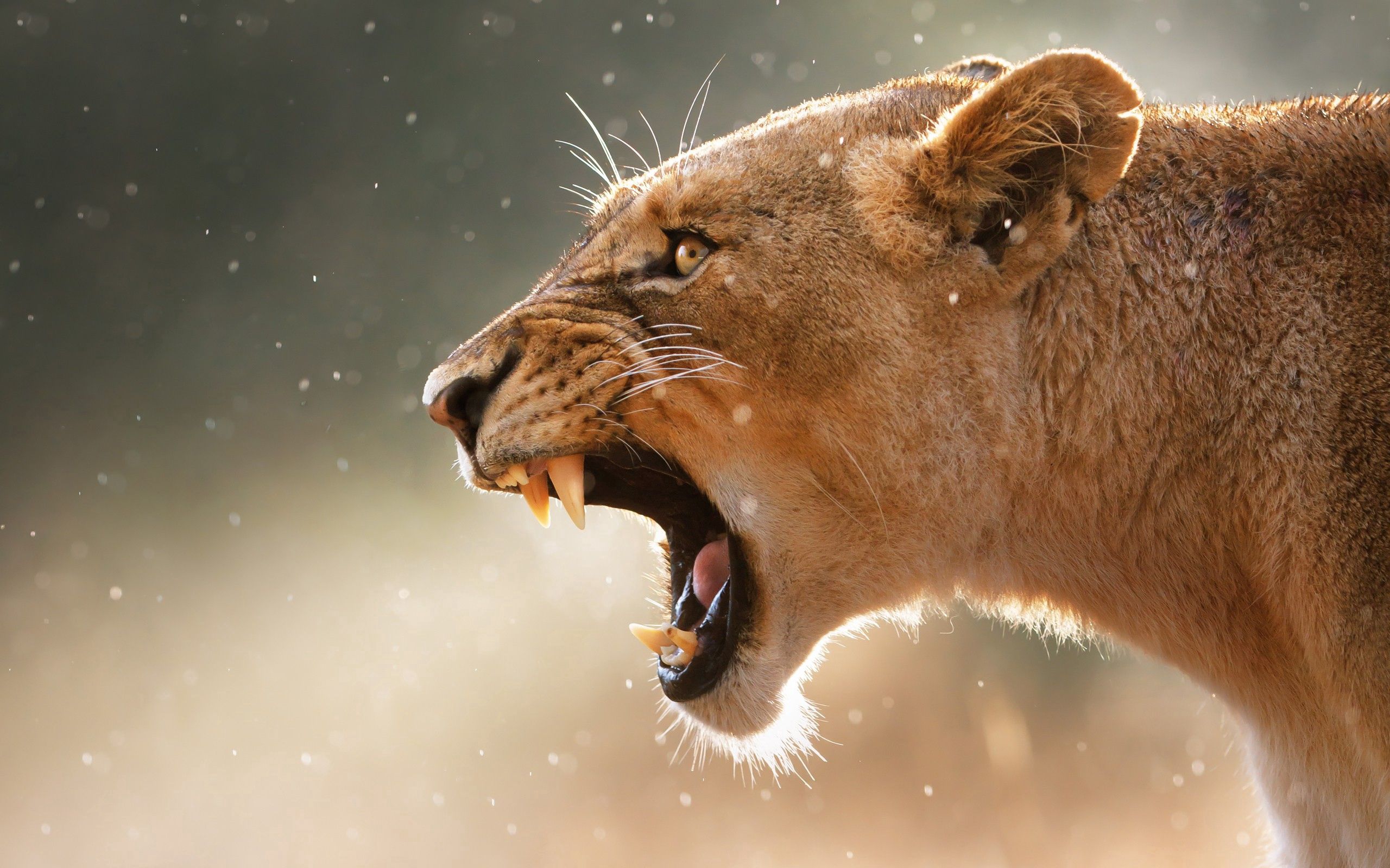 Download mobile wallpaper Muzzle, Animals, Aggression, Grin, Lioness for free.