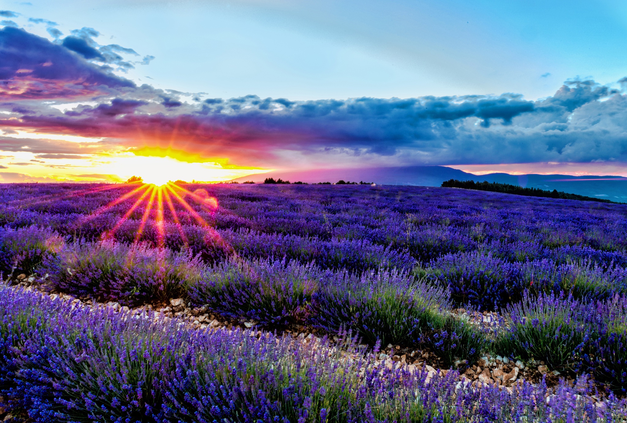 Laden Sie das Natur, Blumen, Blume, Sonnenaufgang, Feld, Wolke, Lavendel, Himmel, Sonnenstrahl, Lila Blume, Erde/natur-Bild kostenlos auf Ihren PC-Desktop herunter