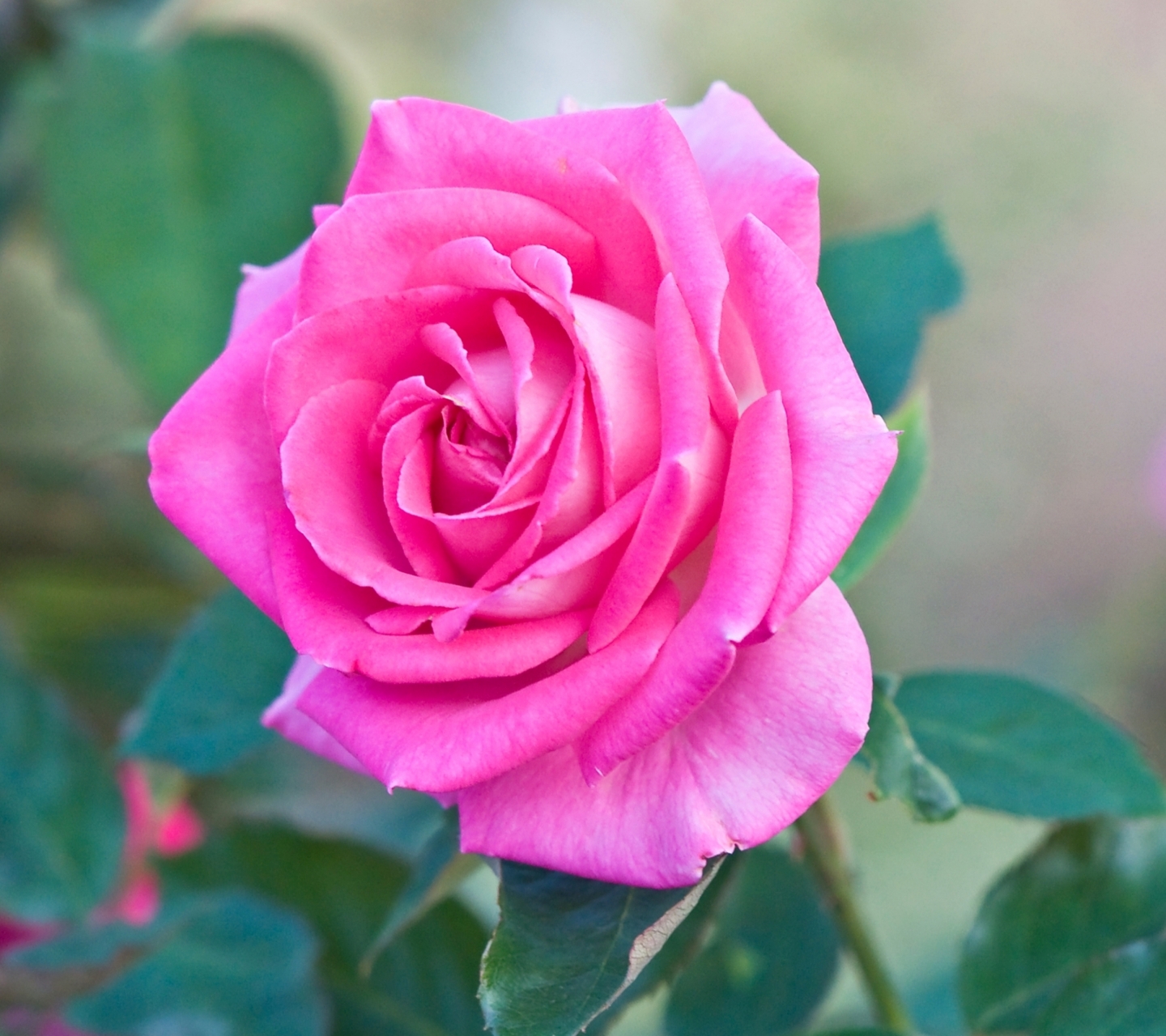 Скачати мобільні шпалери Квітка, Роза, Земля, Рожева Квітка, Рожева Троянда, Флауерзи безкоштовно.
