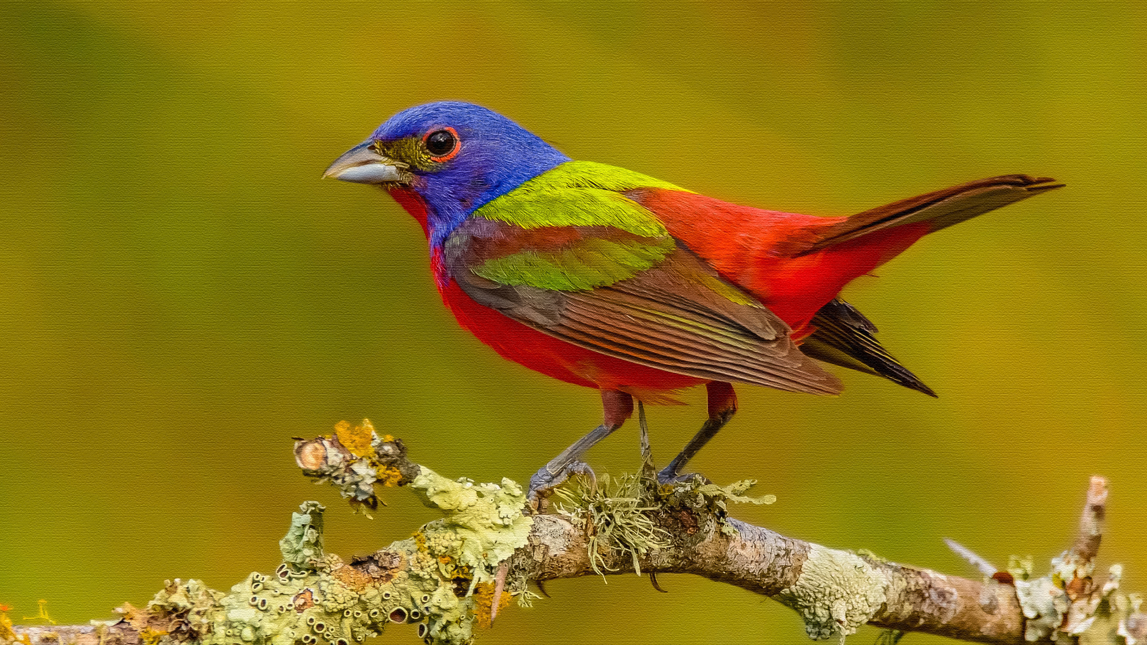 passerine, animal, bunting, bird, colors, painted bunting, birds