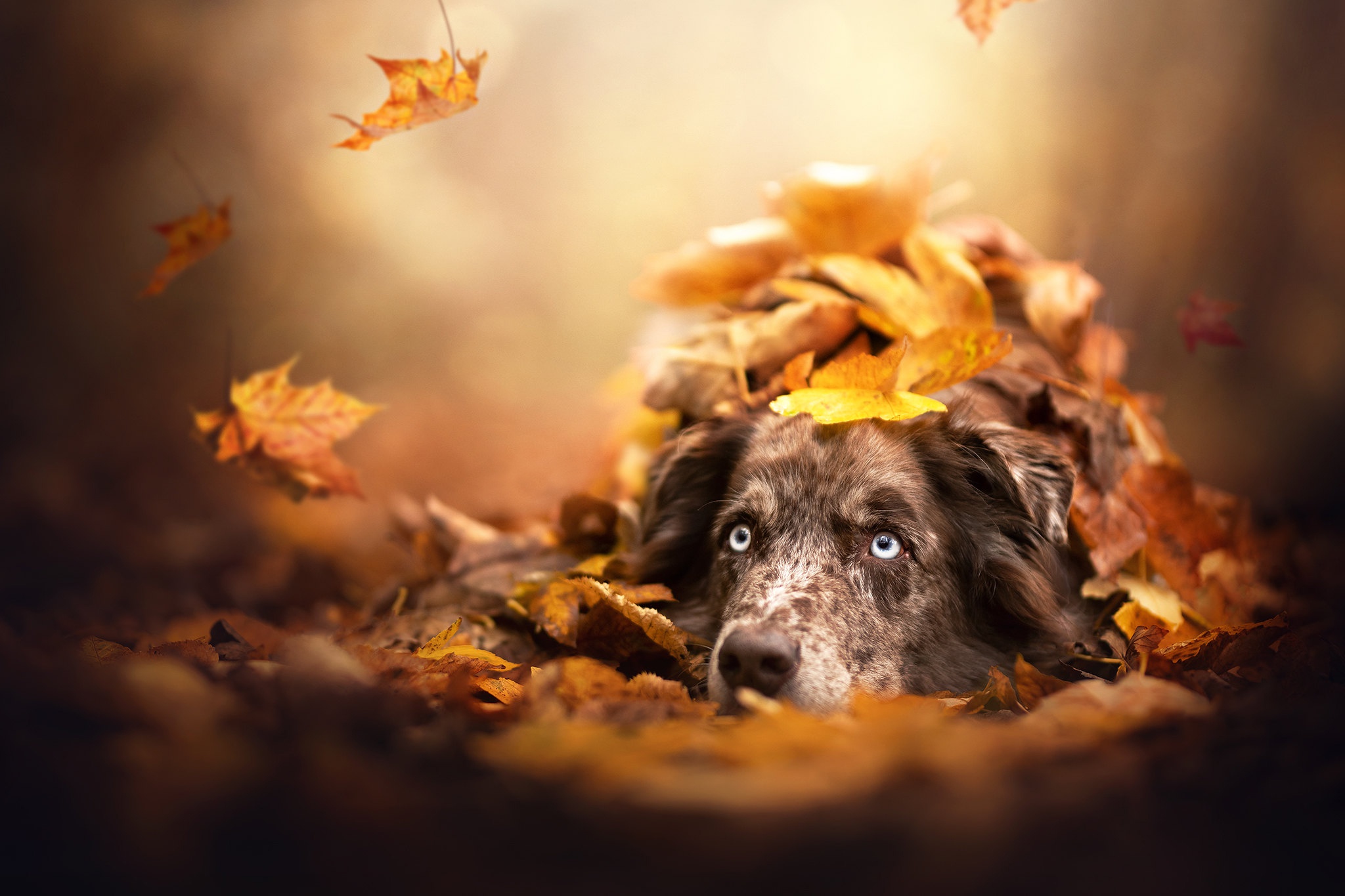 Free download wallpaper Dogs, Dog, Leaf, Fall, Animal, Australian Shepherd on your PC desktop