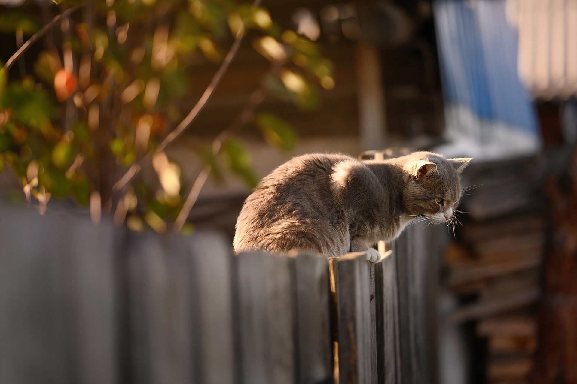 PCデスクトップに動物, ネコ, 猫, フェンス画像を無料でダウンロード