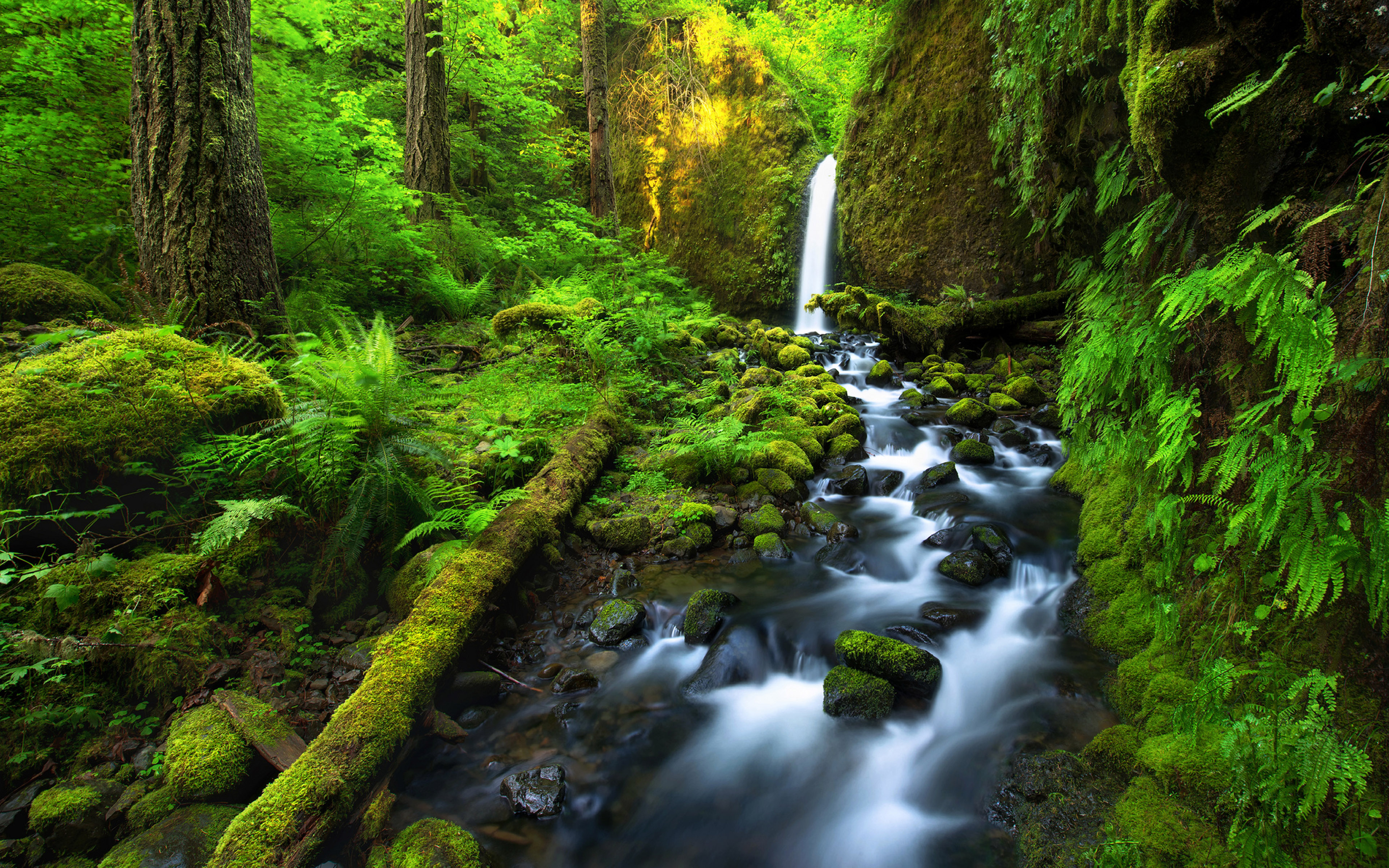 Скачать обои бесплатно Водопады, Водопад, Лес, Дерево, Зелень, Мох, Земля/природа картинка на рабочий стол ПК