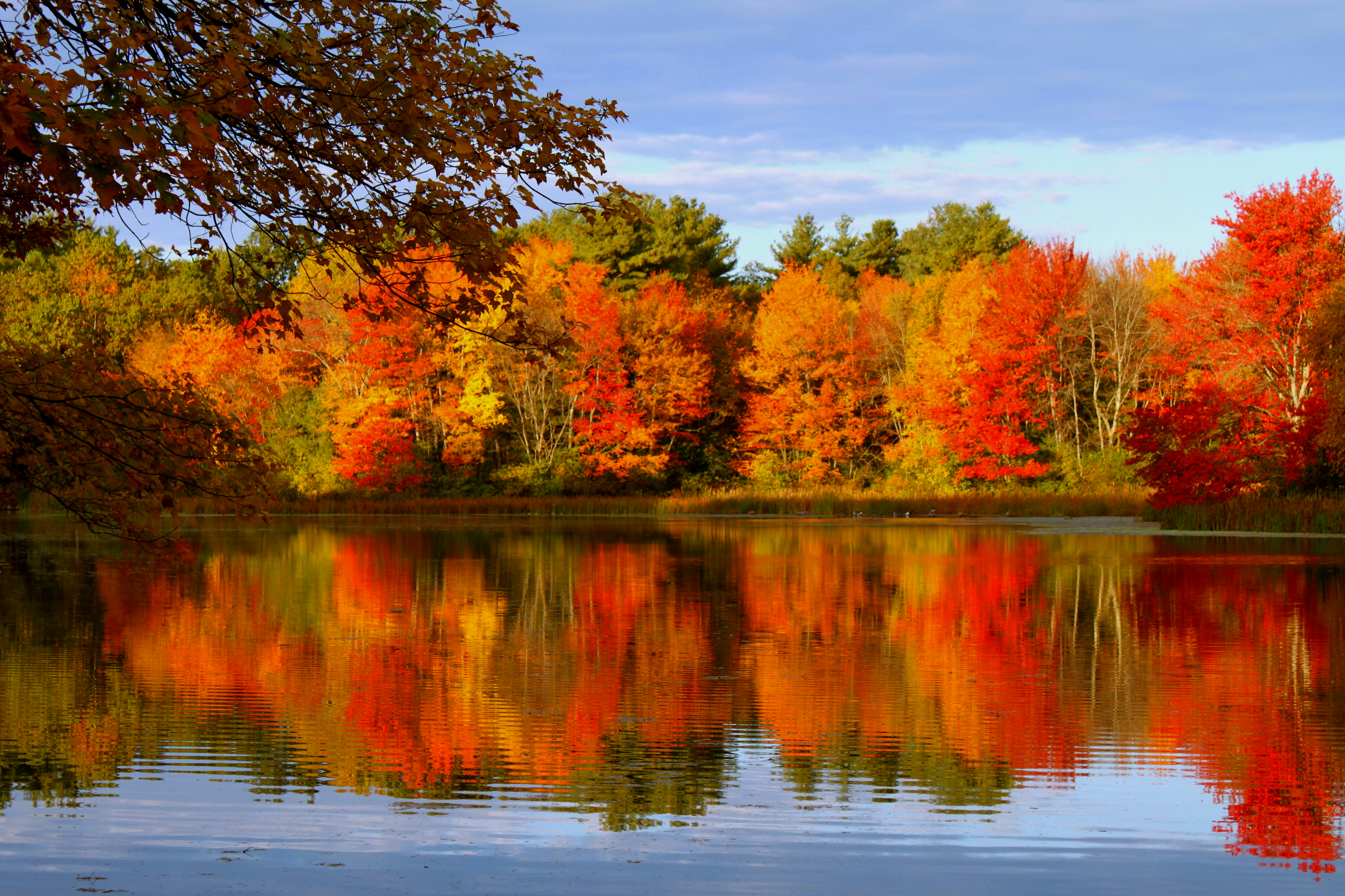 Скачать картинку Осень, Озеро, Отражение, Дерево, Земля/природа в телефон бесплатно.