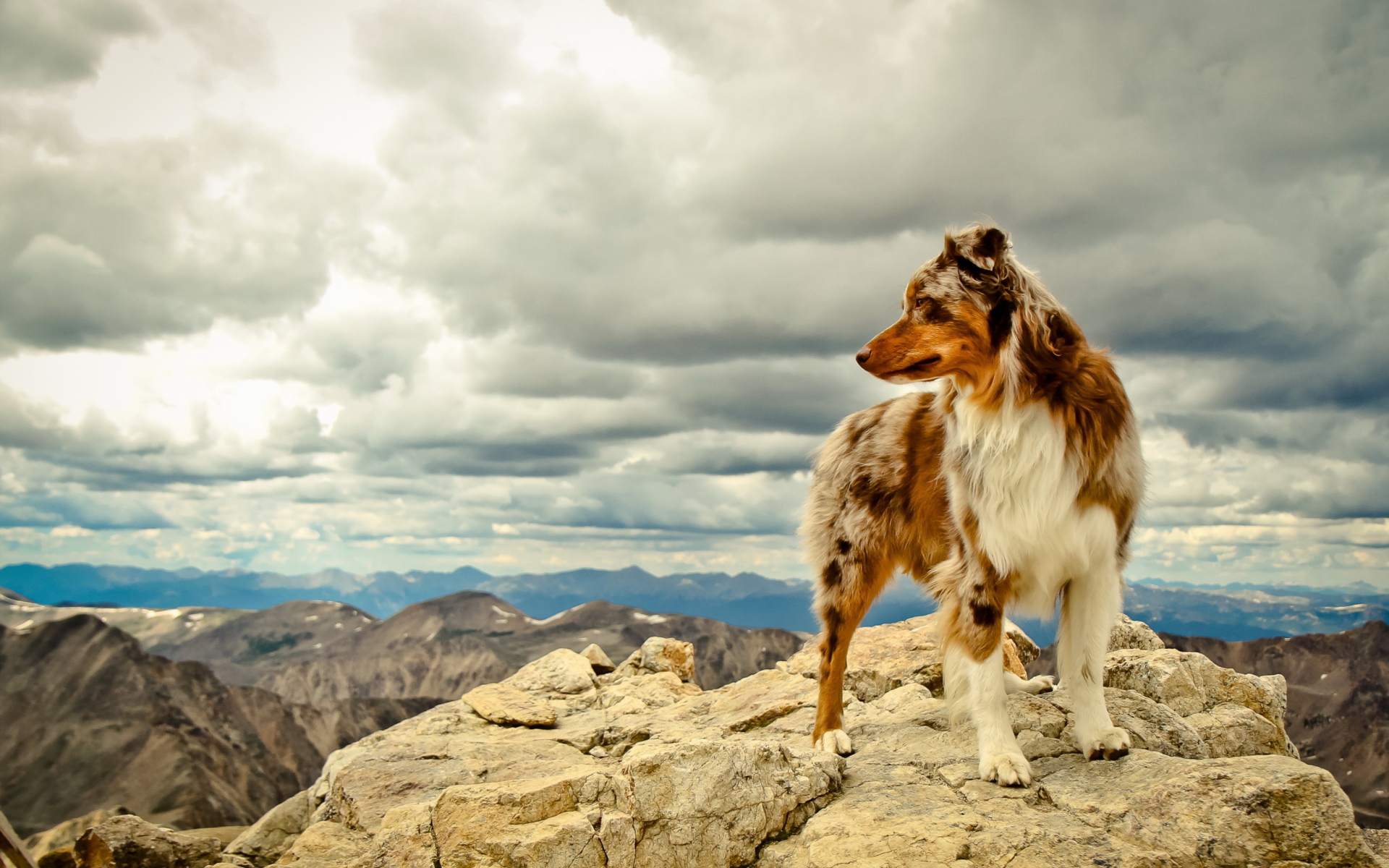 PCデスクトップに動物, 山, 犬, オーストラリアン シェパード画像を無料でダウンロード