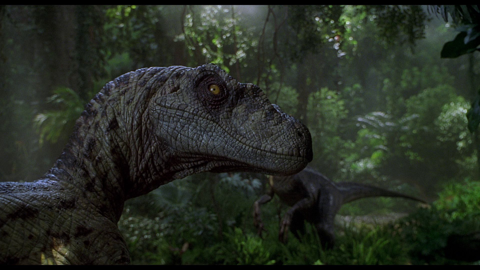 Meilleurs fonds d'écran Jurassic Park Iii pour l'écran du téléphone