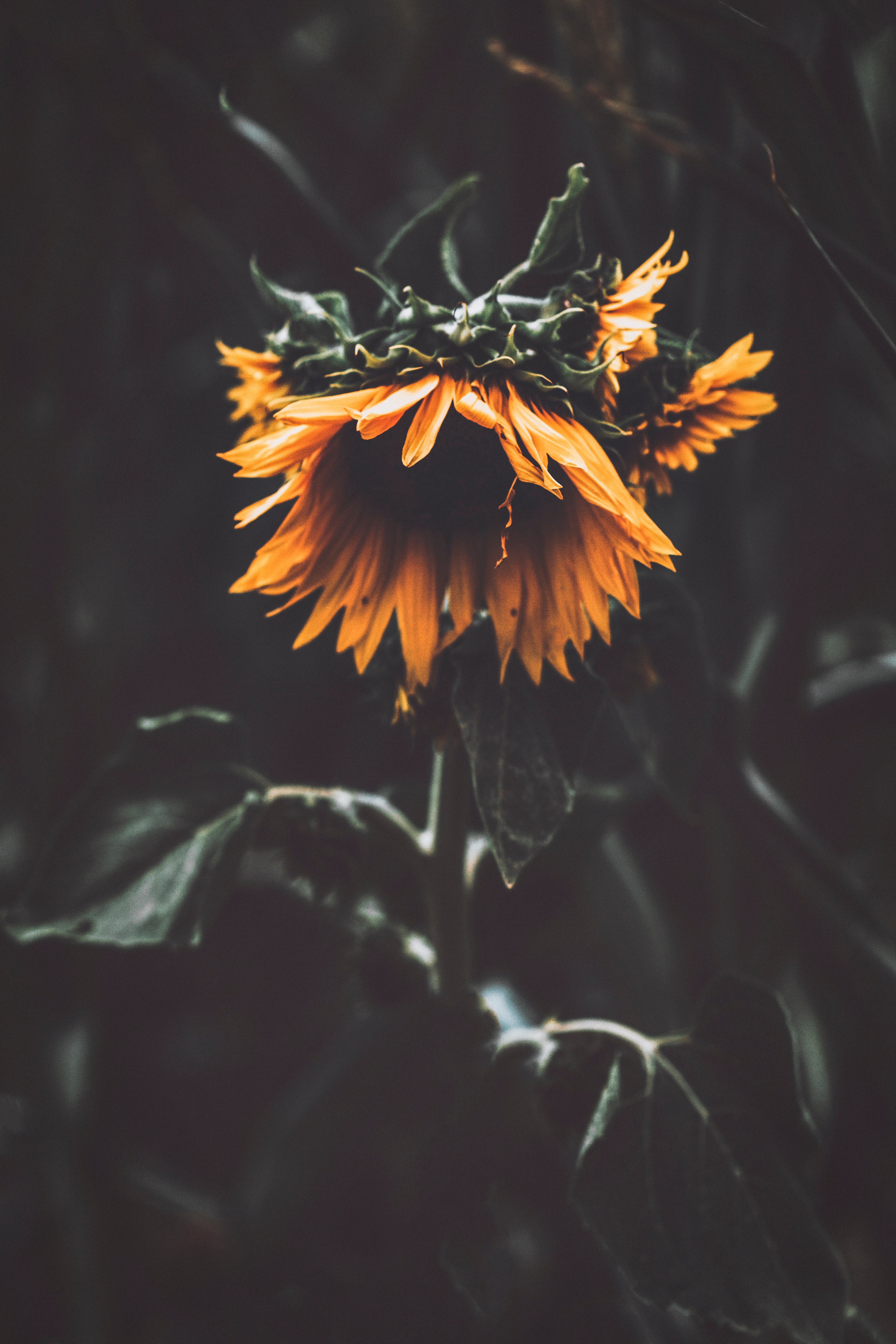 Free download wallpaper Petals, Sunflower, Flowers, Flower on your PC desktop