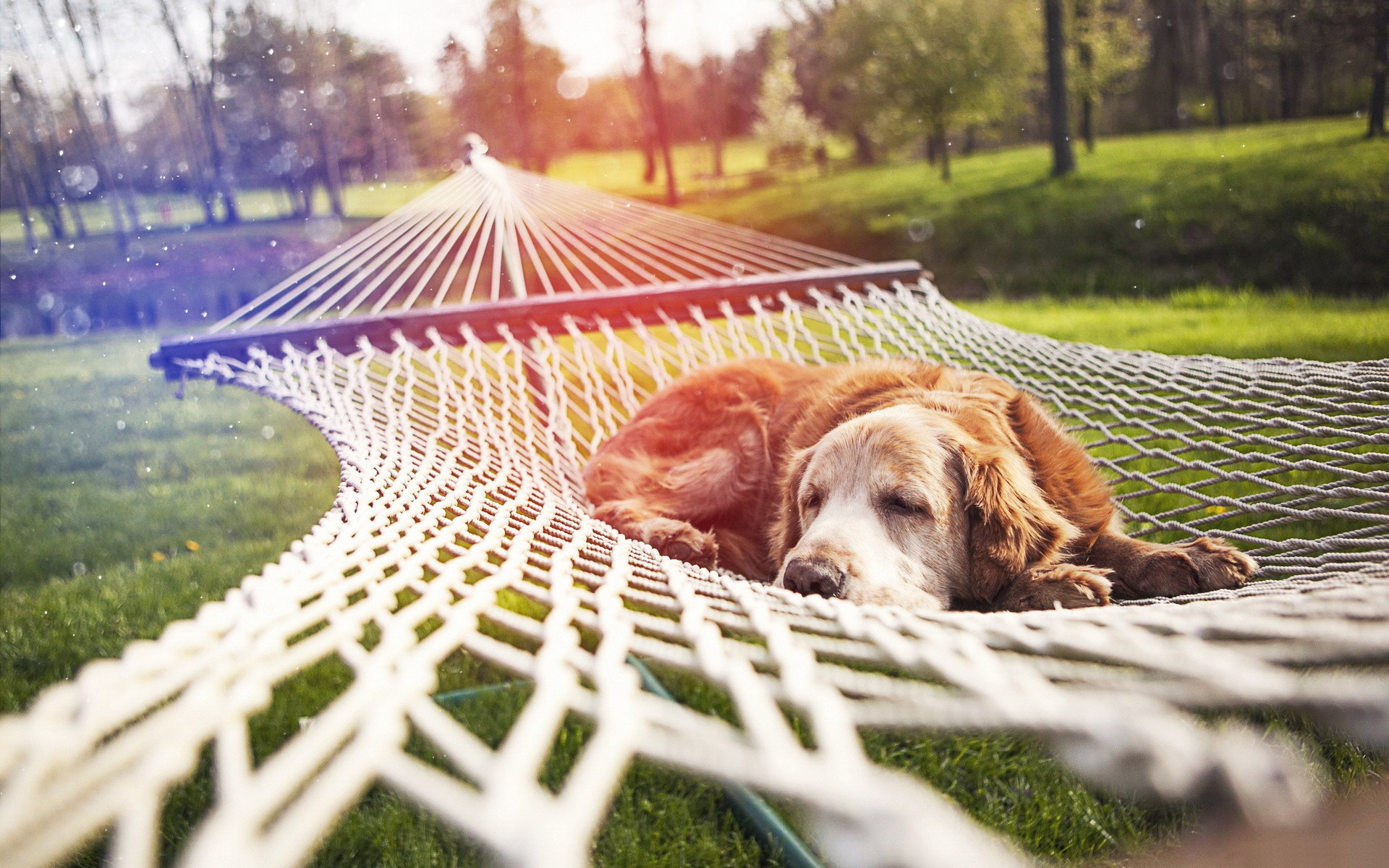 Baixar papel de parede para celular de Animais, Cão gratuito.