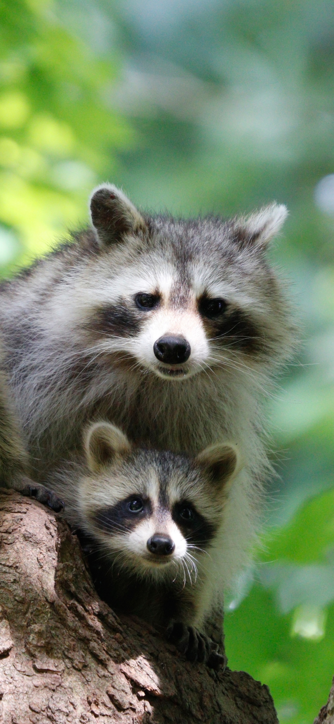 Download mobile wallpaper Animal, Raccoon for free.