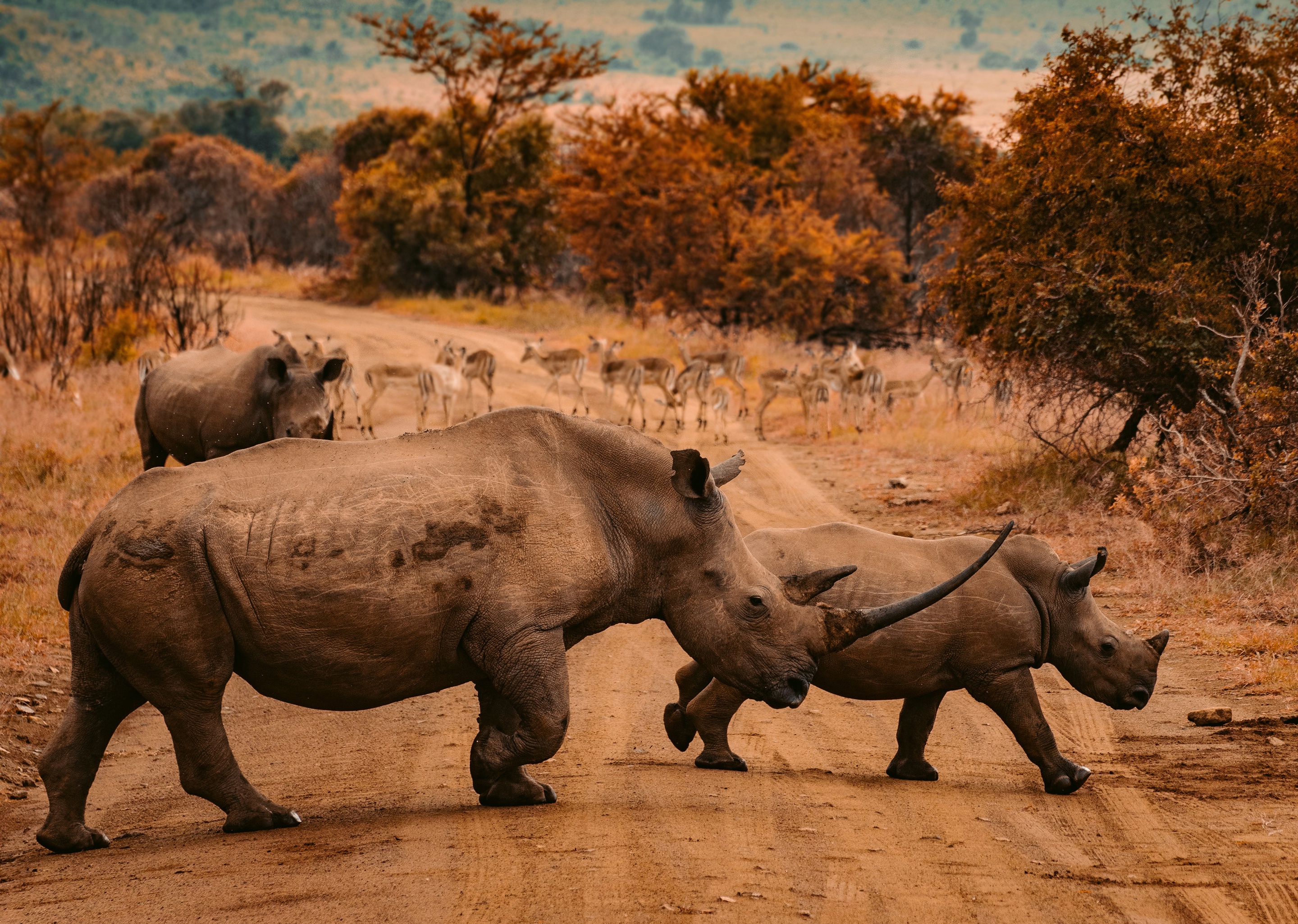Скачать картинку Животные, Дорога, Носорог, Африка в телефон бесплатно.