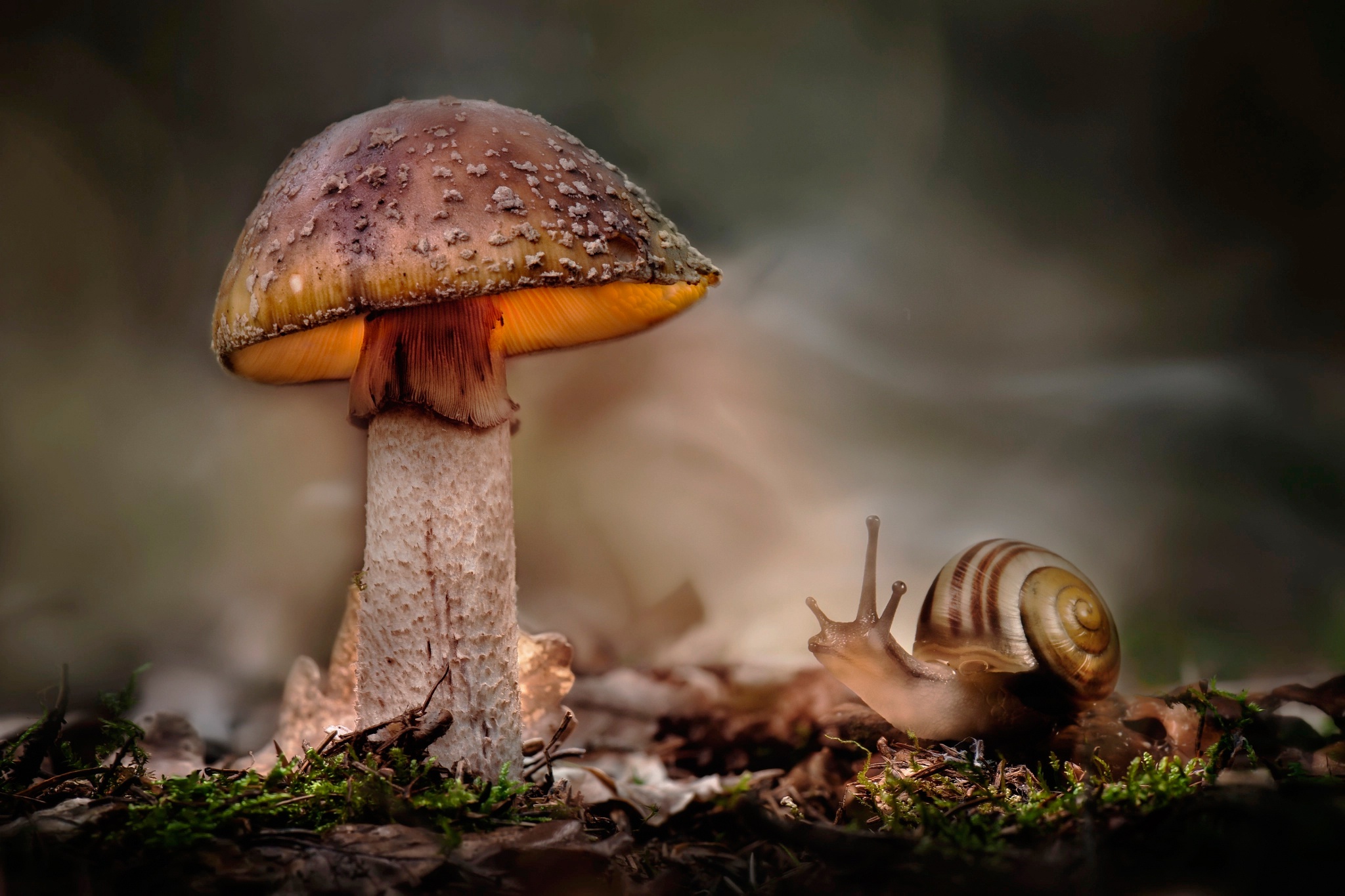 Laden Sie das Natur, Herbst, Makro, Pilz, Schnecke, Erde/natur-Bild kostenlos auf Ihren PC-Desktop herunter