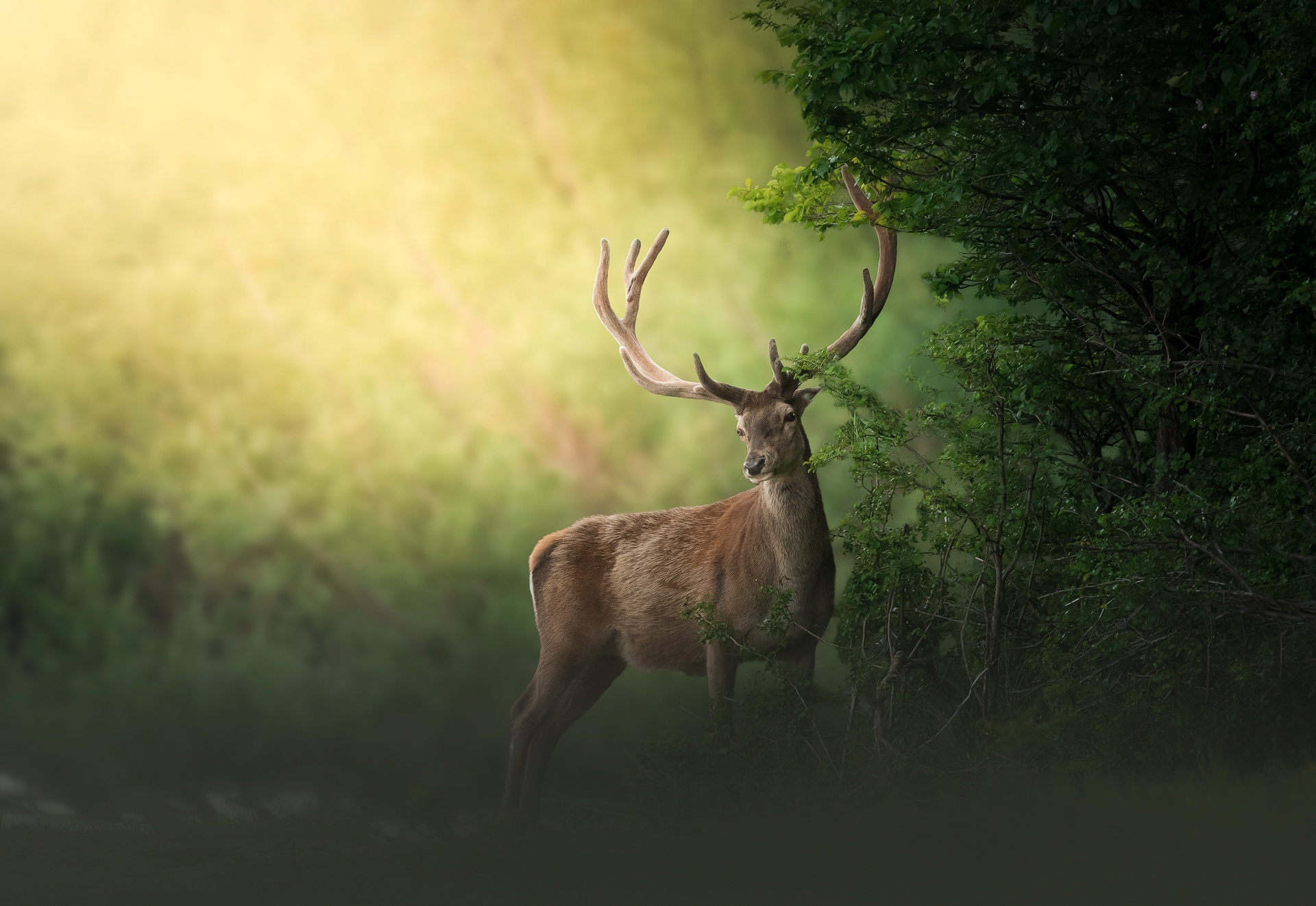 Free download wallpaper Animal, Deer on your PC desktop