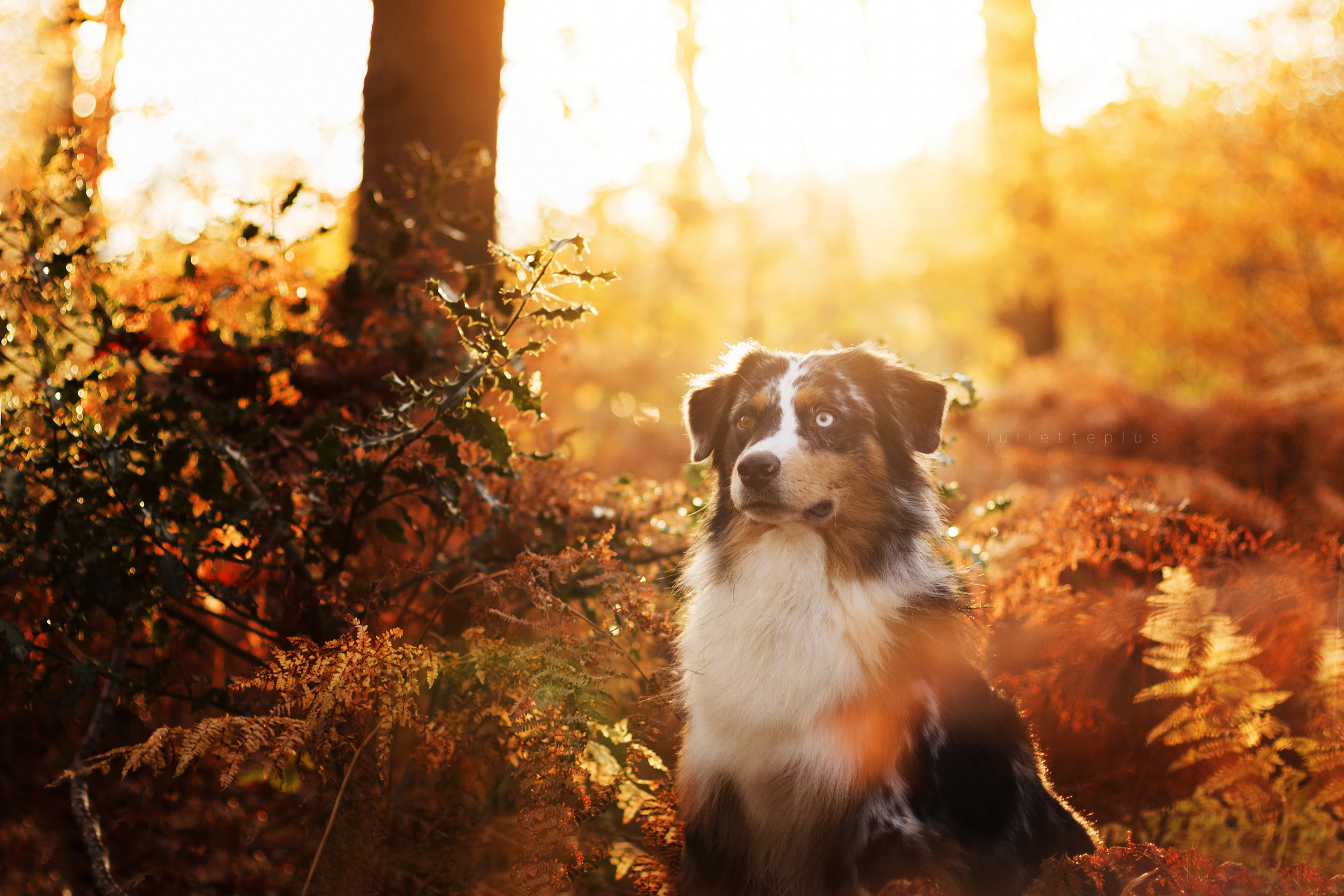 Download mobile wallpaper Dogs, Forest, Dog, Fall, Animal, Australian Shepherd, Sunny, Depth Of Field for free.
