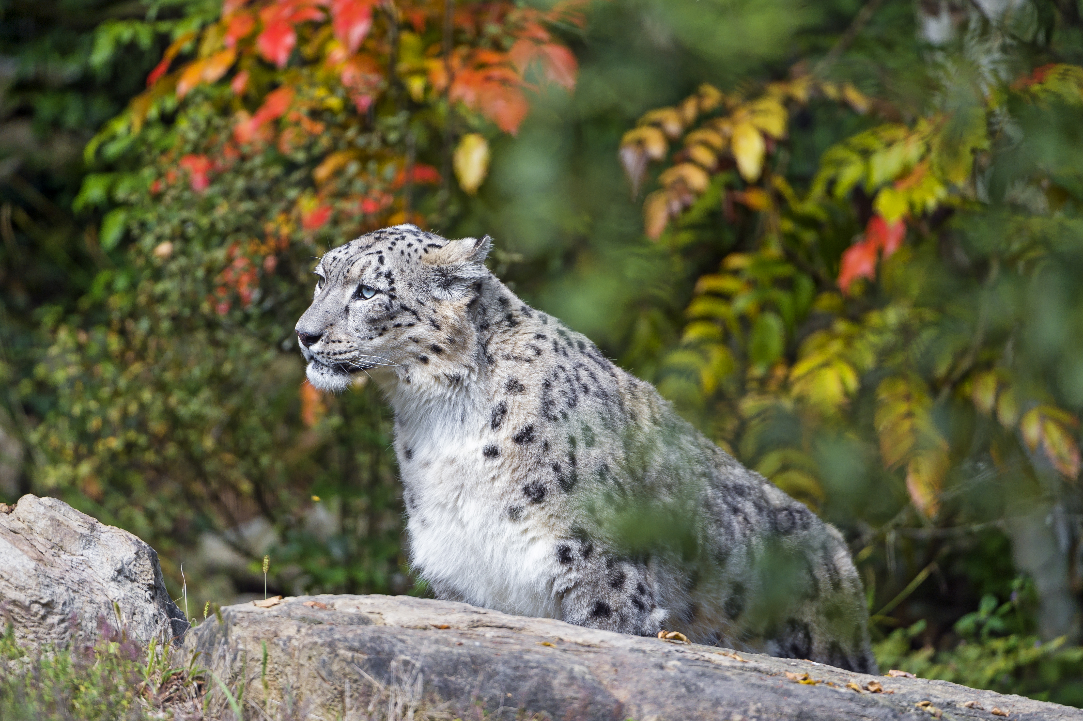 Laden Sie das Tiere, Katzen, Schneeleopard, Wald, Bokeh-Bild kostenlos auf Ihren PC-Desktop herunter