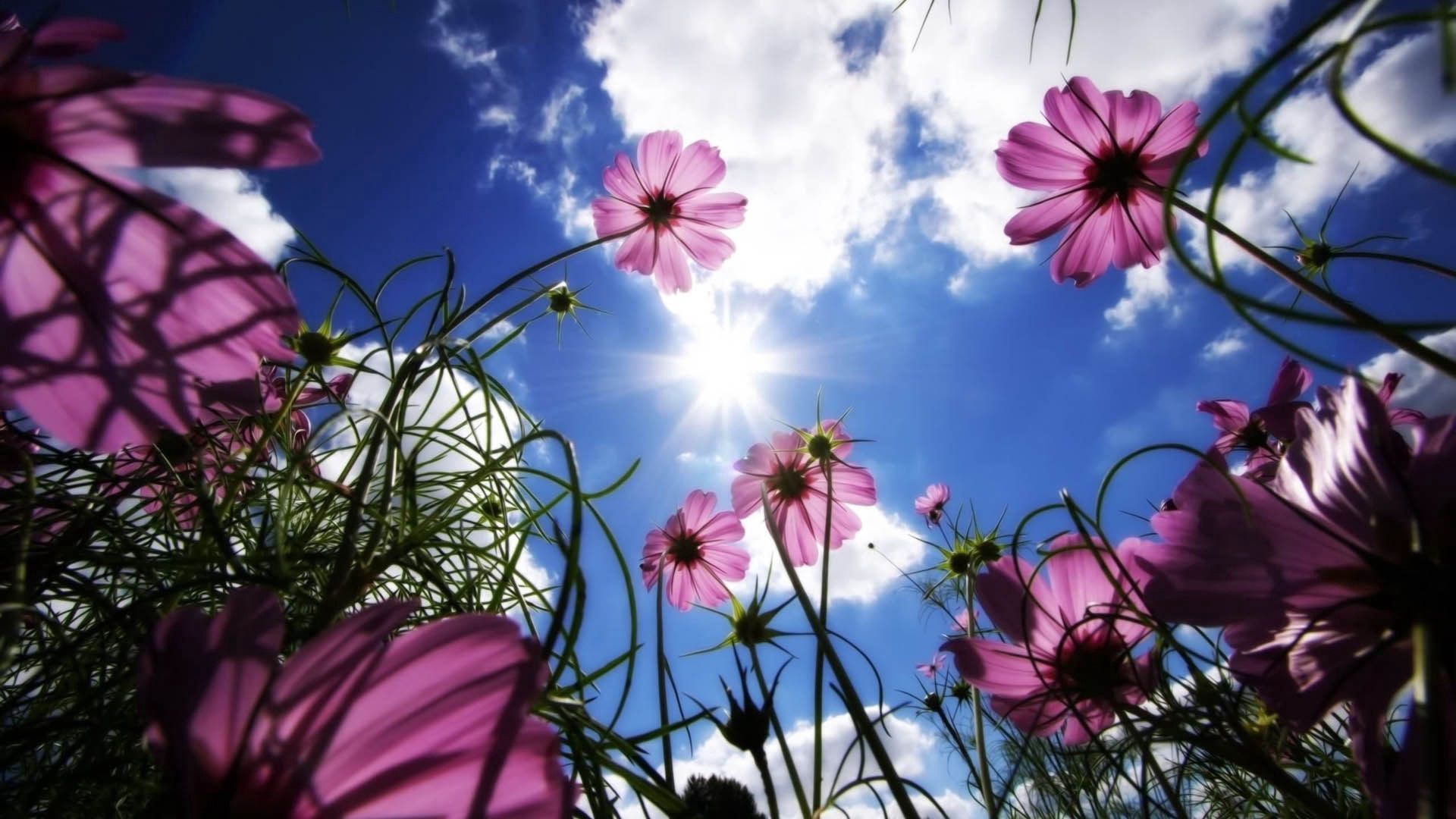 Laden Sie das Sky, Clouds, Blumen-Bild kostenlos auf Ihren PC-Desktop herunter