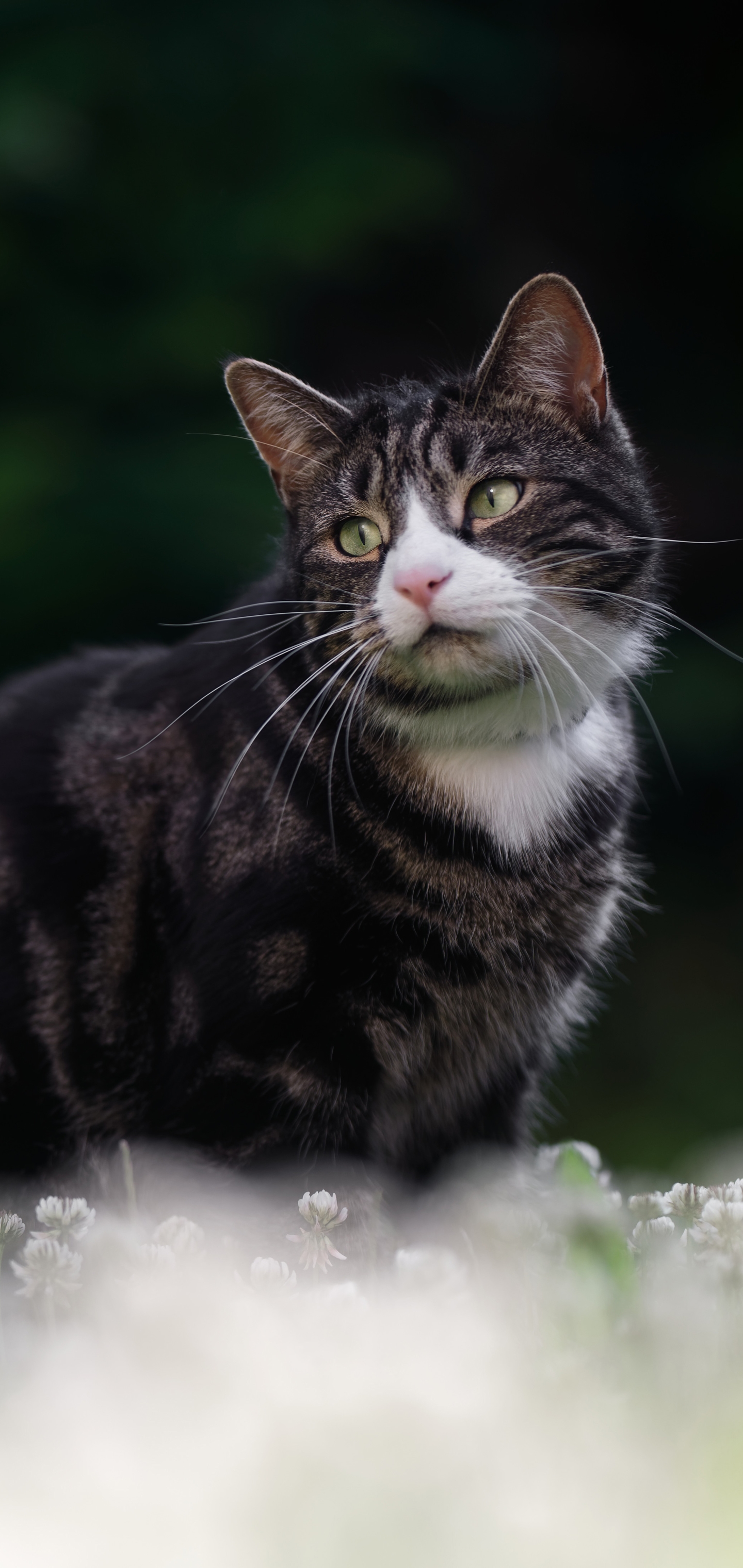 Handy-Wallpaper Tiere, Katzen, Katze kostenlos herunterladen.