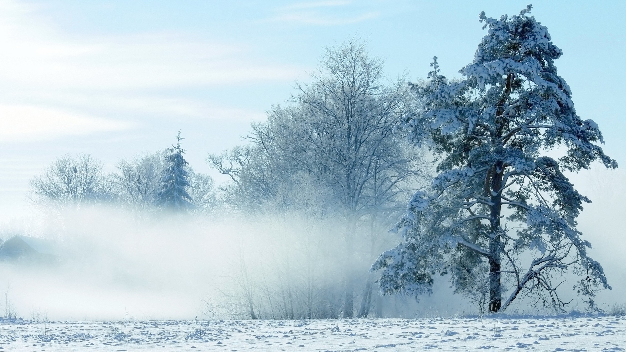 Скачать картинку Зима, Снег, Дерево, Туман, Поле, Земля/природа в телефон бесплатно.
