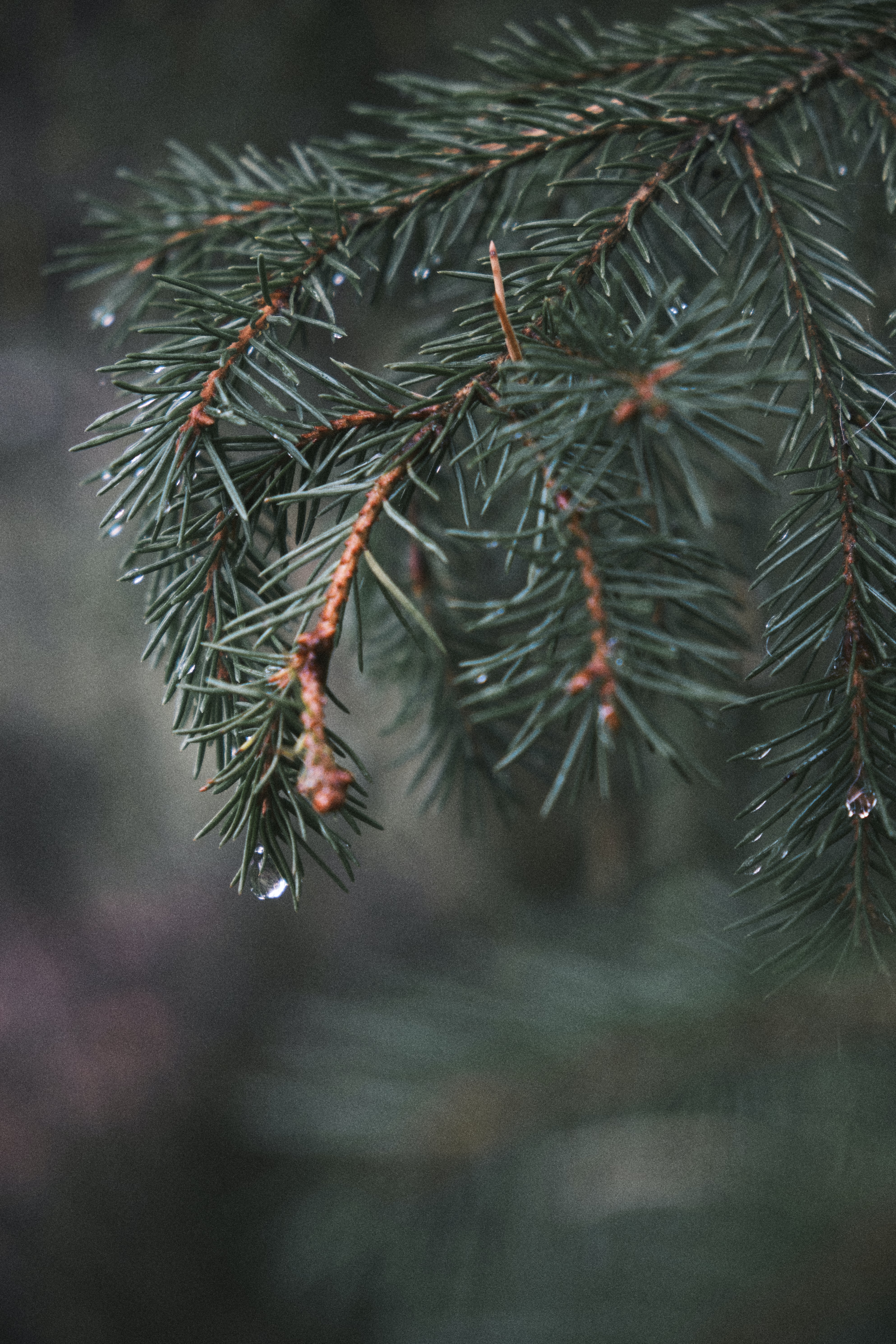 water, needle, macro, branch, spruce, fir