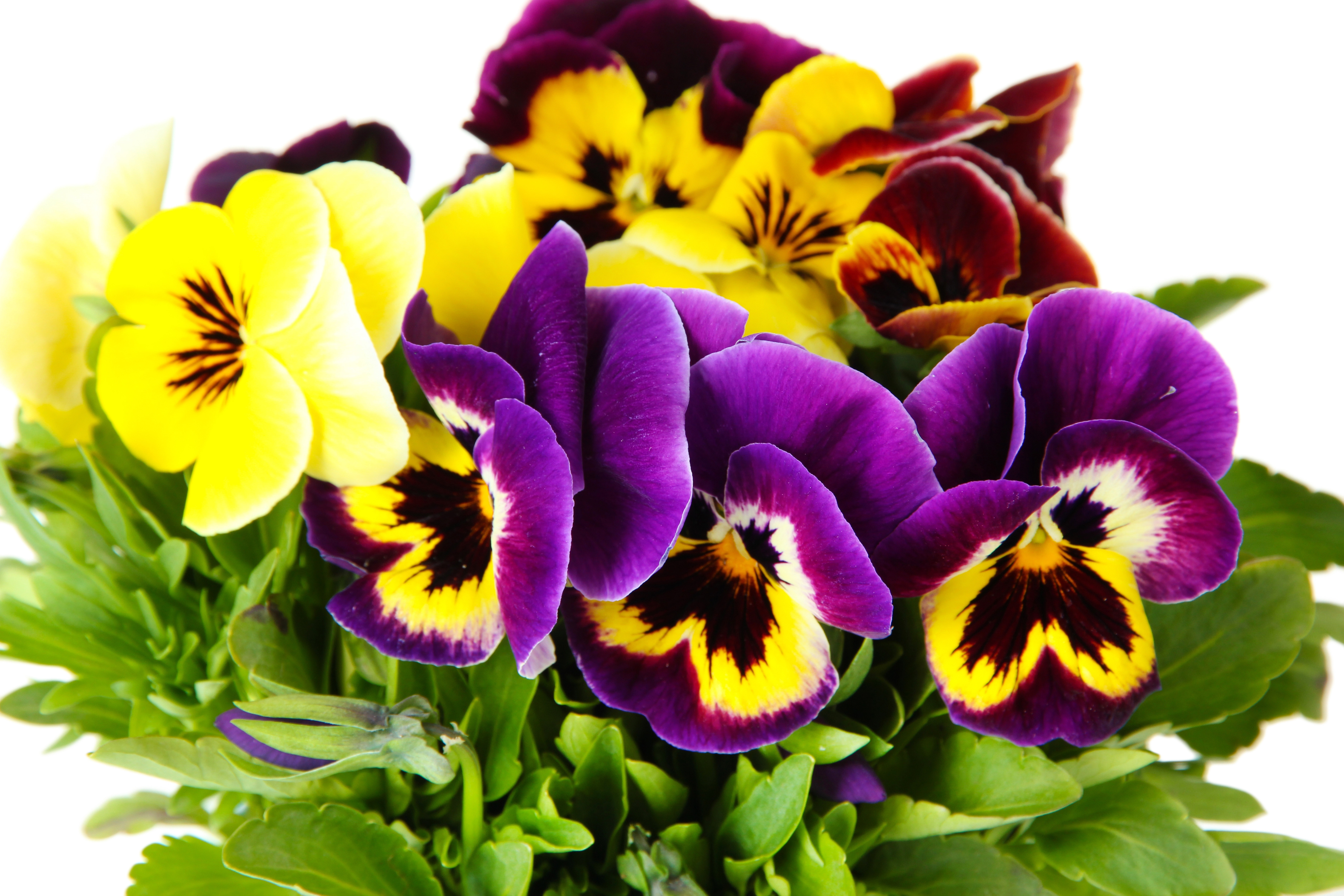 Download mobile wallpaper Flowers, Flower, Close Up, Earth, Yellow Flower, Purple Flower, Pansy for free.