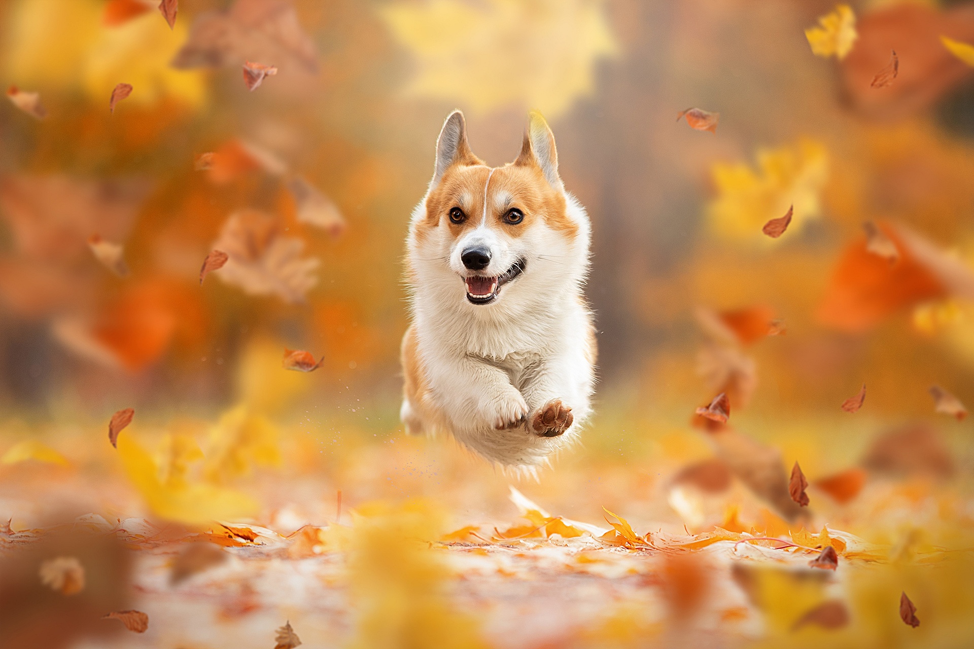 473514画像をダウンロードコーギー, 動物, 犬, 秋, 葉-壁紙とスクリーンセーバーを無料で