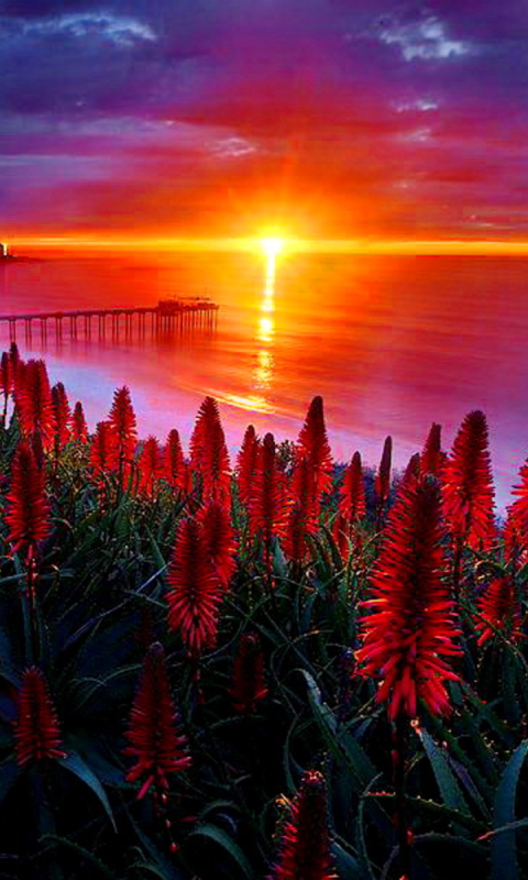 Download mobile wallpaper Flowers, Water, Sun, Flower, Earth, Bridge, Red Flower for free.