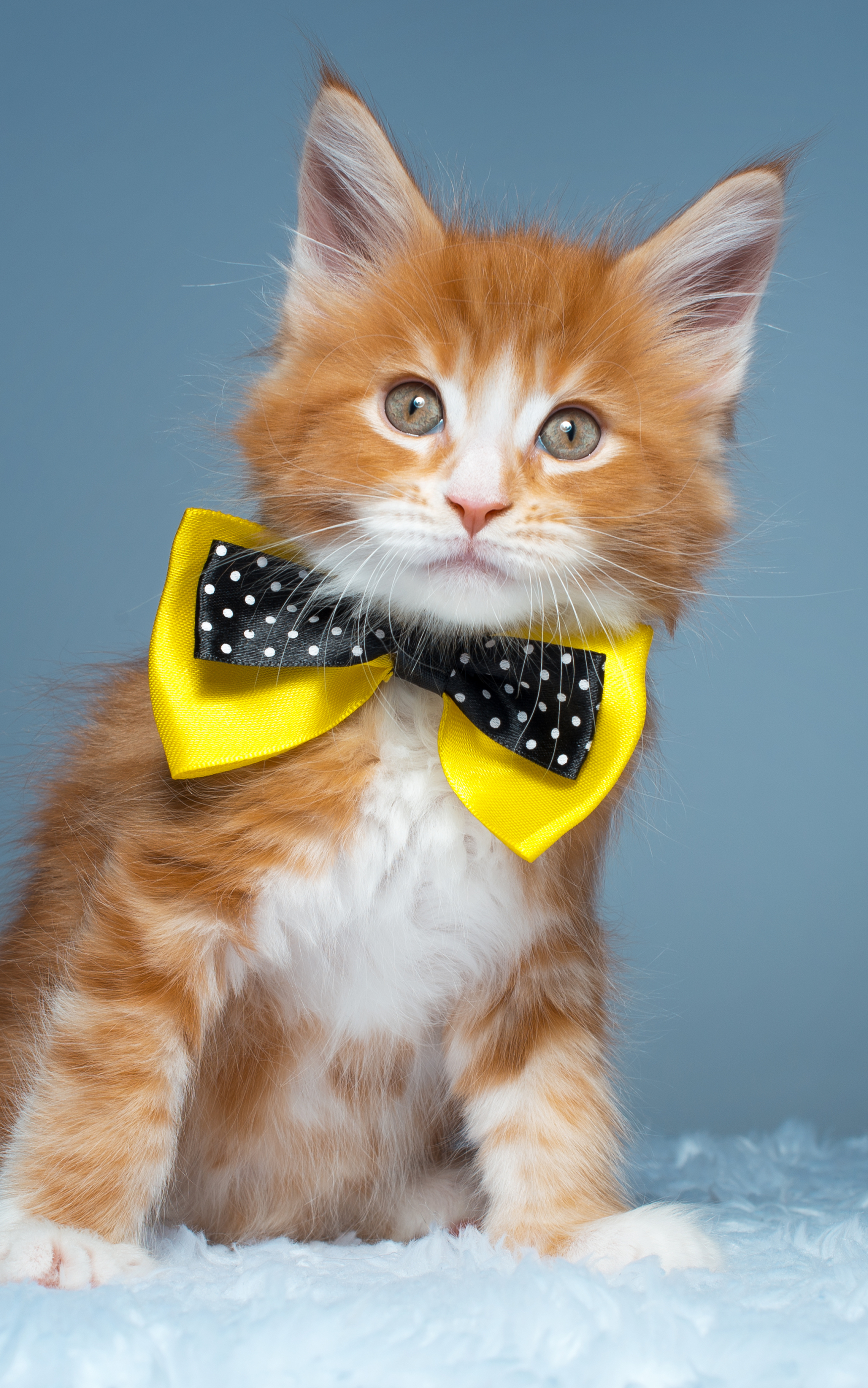 Descarga gratis la imagen Animales, Gatos, Gato, Gatito, Coon De Maine en el escritorio de tu PC