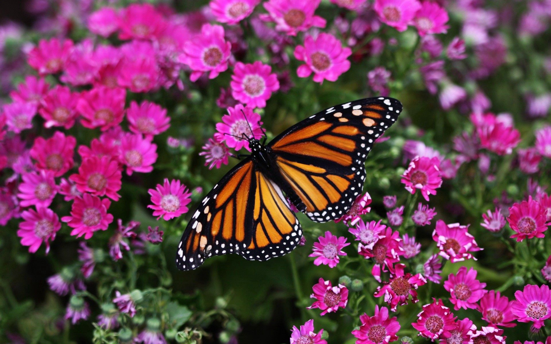 Téléchargez gratuitement l'image Planter, Macro, Plante, Fleurs, Papillon sur le bureau de votre PC
