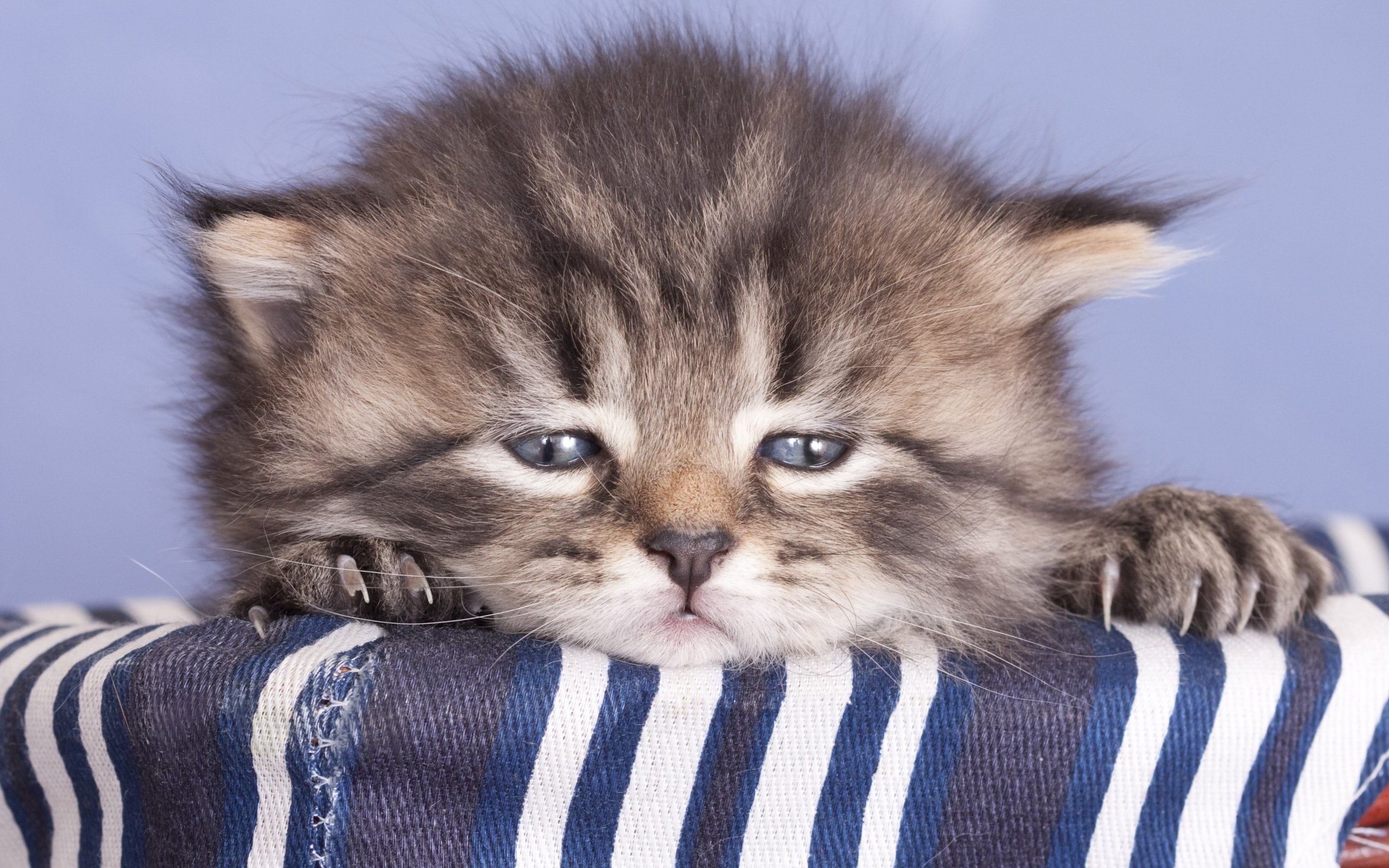 Free download wallpaper Cats, Cat, Kitten, Animal, Blue Eyes, Baby Animal on your PC desktop