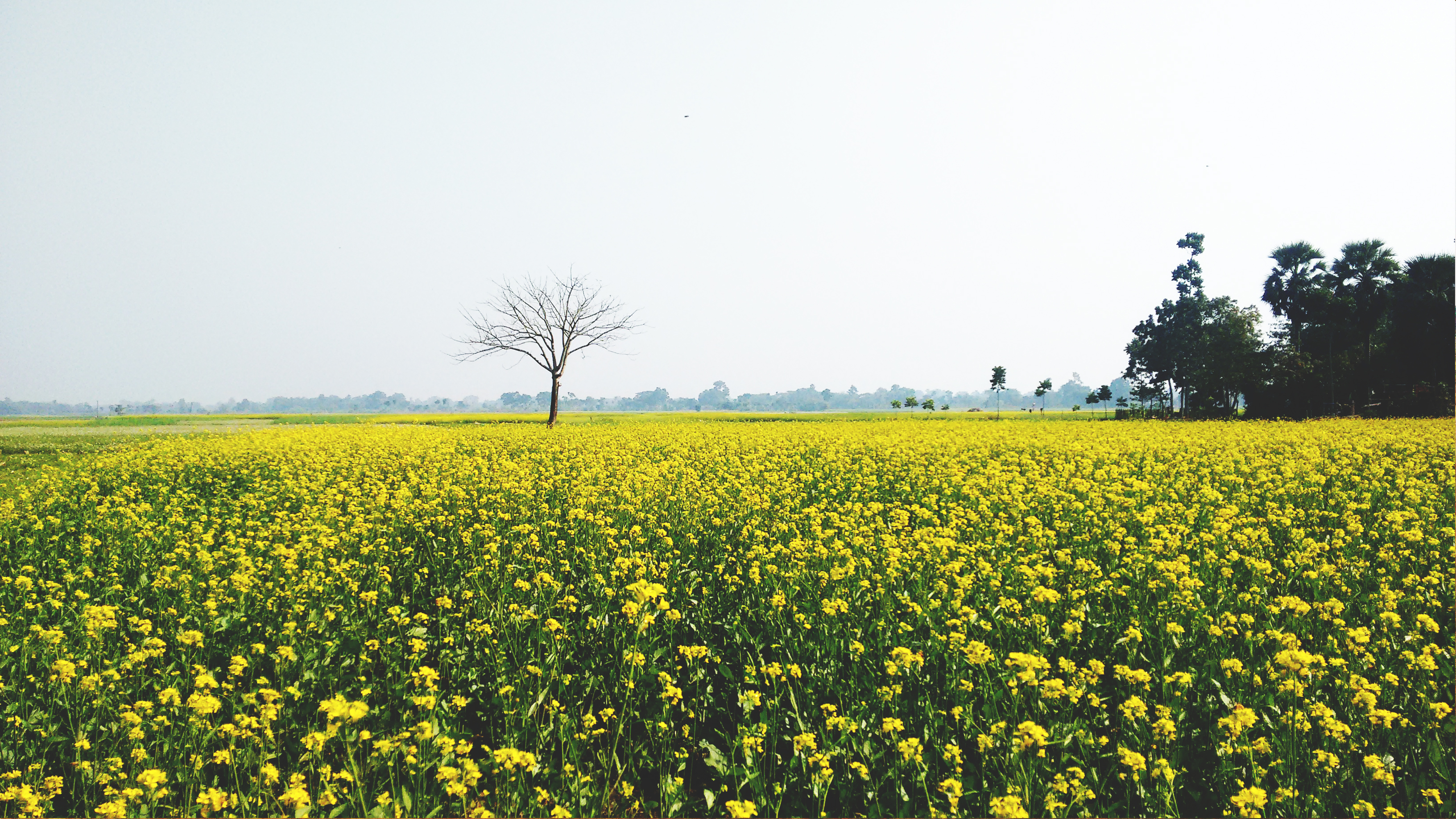 Download mobile wallpaper Nature, Flower, Tree, Earth, Field, Yellow Flower, Canola for free.