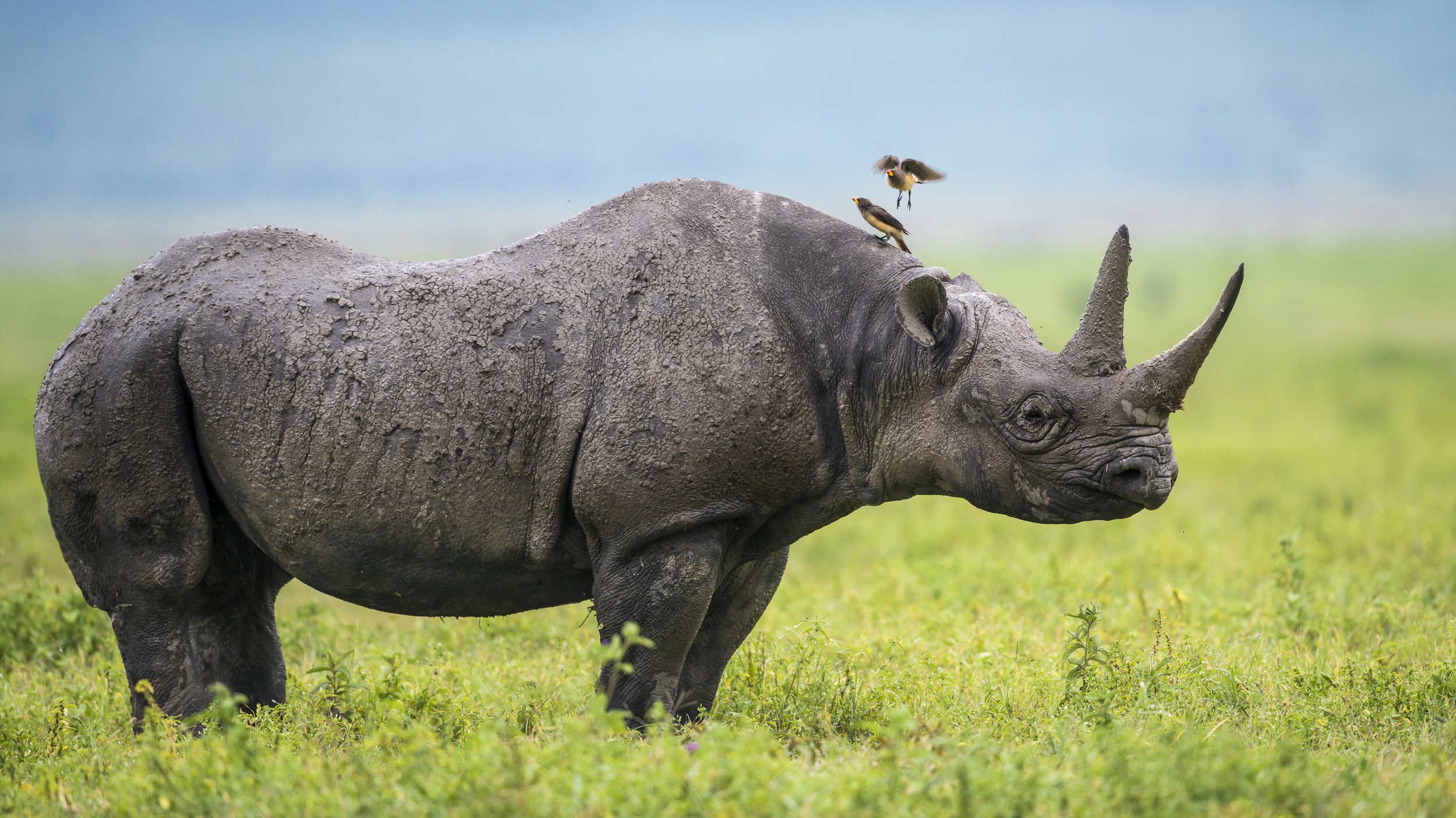 Скачать обои бесплатно Животные, Носорог картинка на рабочий стол ПК