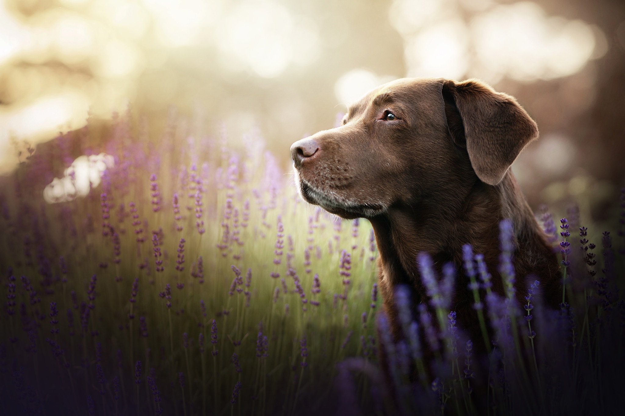Download mobile wallpaper Dogs, Flower, Dog, Animal, Labrador Retriever for free.