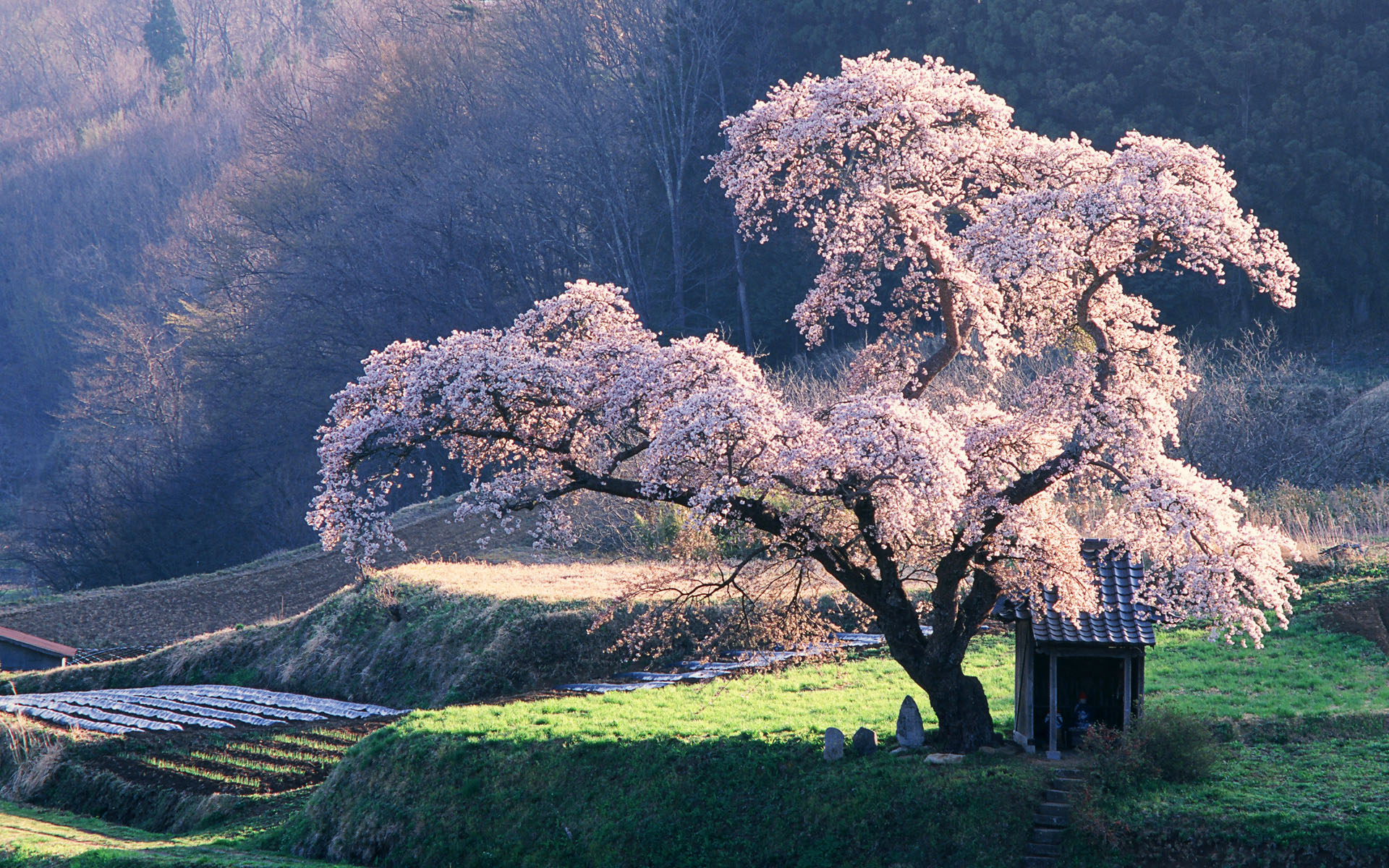 blossom, earth, tree, trees HD wallpaper