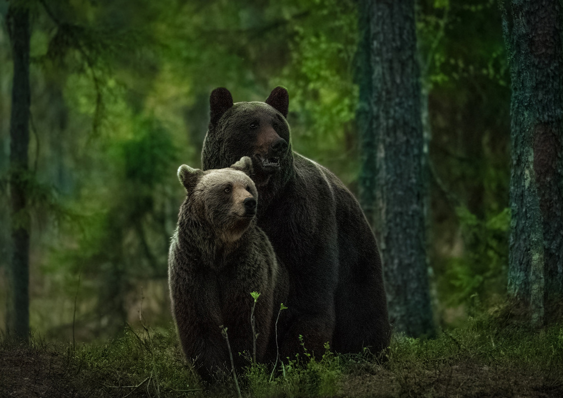 Laden Sie das Tiere, Bären, Bär, Tierbaby, Jungtier-Bild kostenlos auf Ihren PC-Desktop herunter