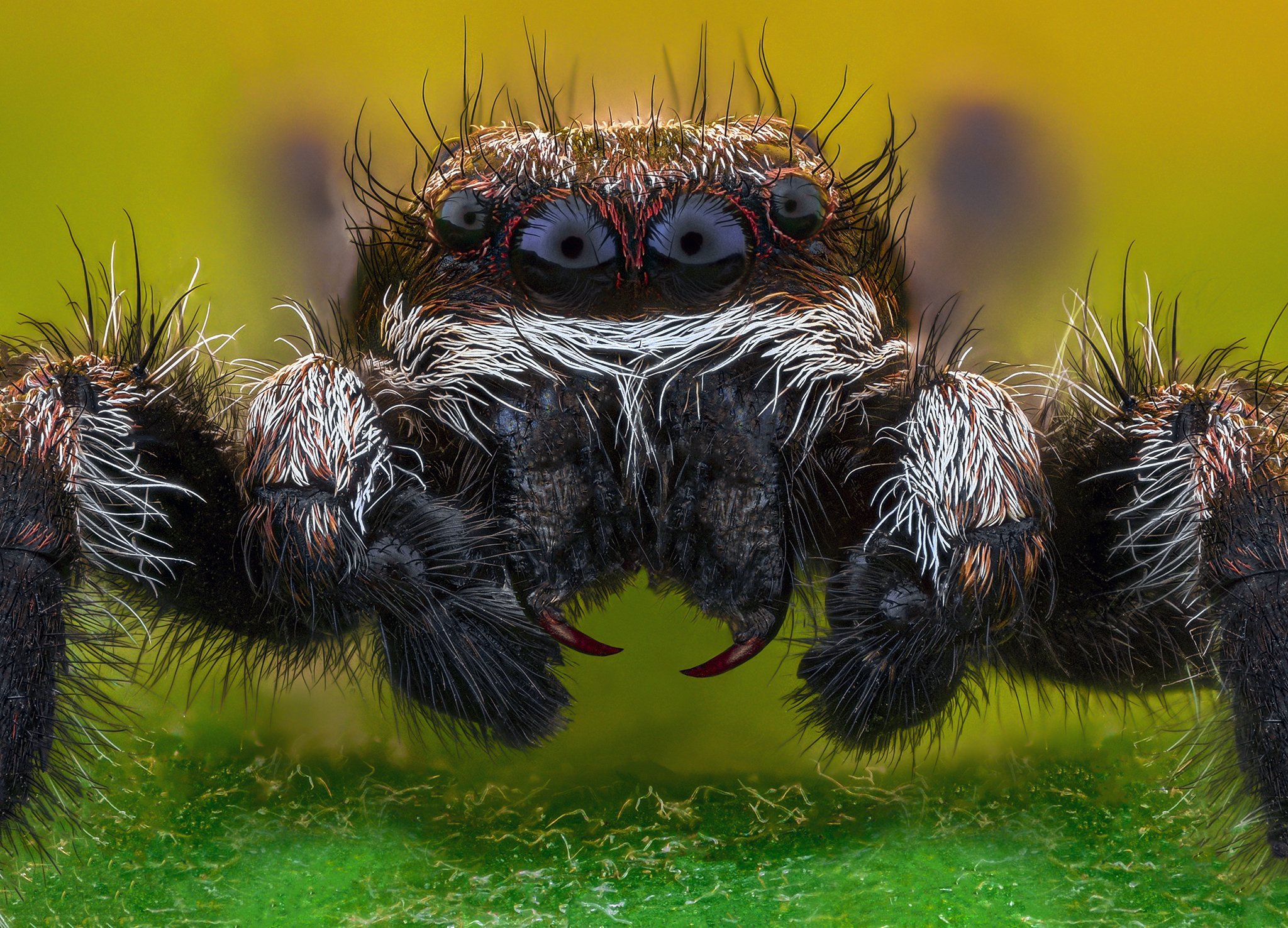 Descarga gratuita de fondo de pantalla para móvil de Animales, Macrofotografía, Arañas Saltarinas, Arañas.