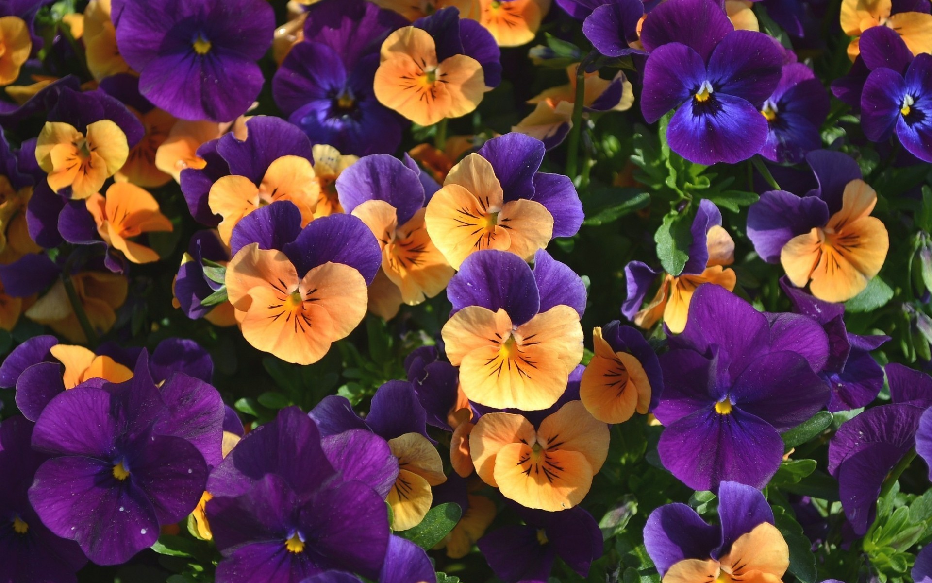 302114壁紙のダウンロード地球, パンジー, 花, 紫色の花, 黄色い花, フラワーズ-スクリーンセーバーと写真を無料で