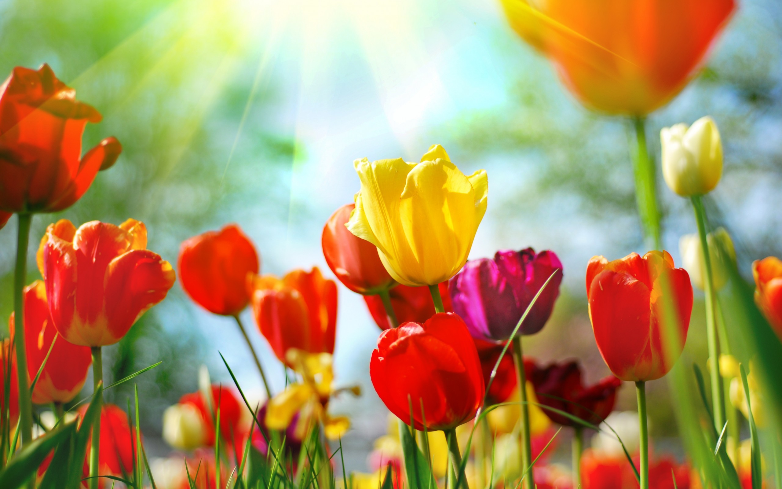 Скачати мобільні шпалери Тюльпани, Квіти, Рослини безкоштовно.