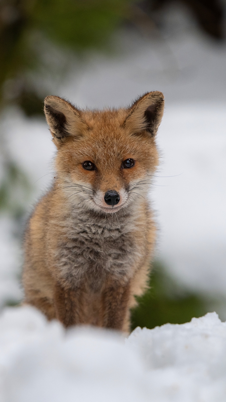 Download mobile wallpaper Fox, Animal for free.