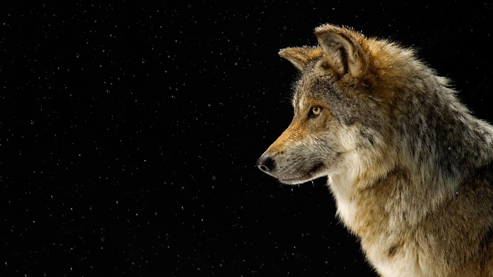 Free download wallpaper Stars, Wolf, Animal, Wolves on your PC desktop