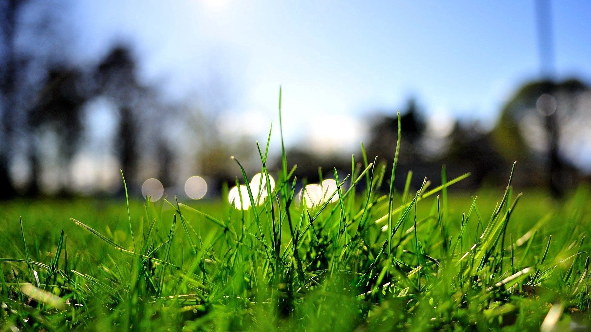 light coloured, grass, macro, light, lawn