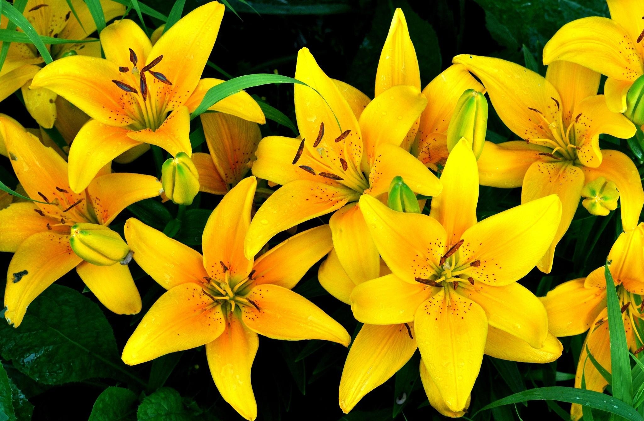 Téléchargez gratuitement l'image Lilies, Drops, Parterre, Fleurs, Parterre De Fleurs sur le bureau de votre PC
