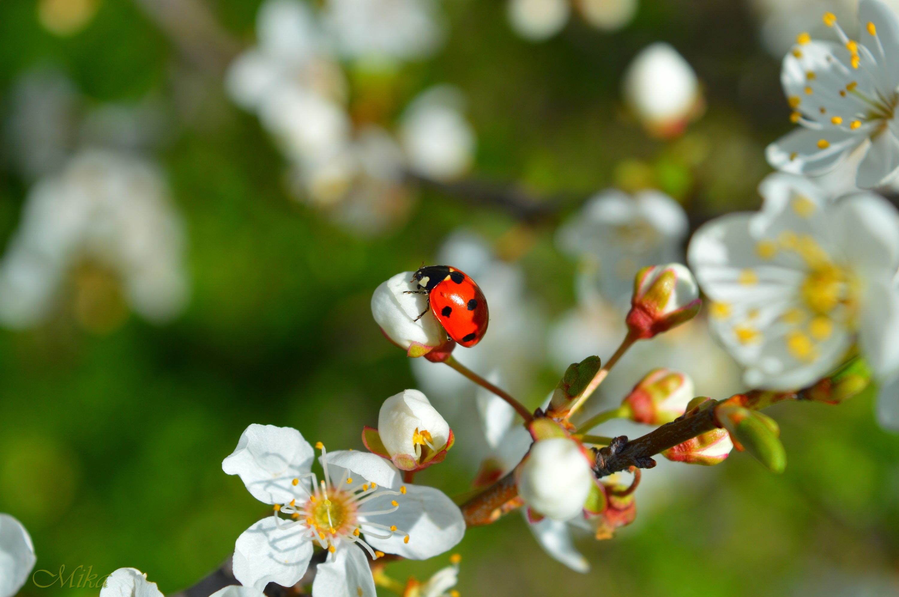 無料モバイル壁紙動物, てんとう虫, 花, 春, 白い花, 虫をダウンロードします。