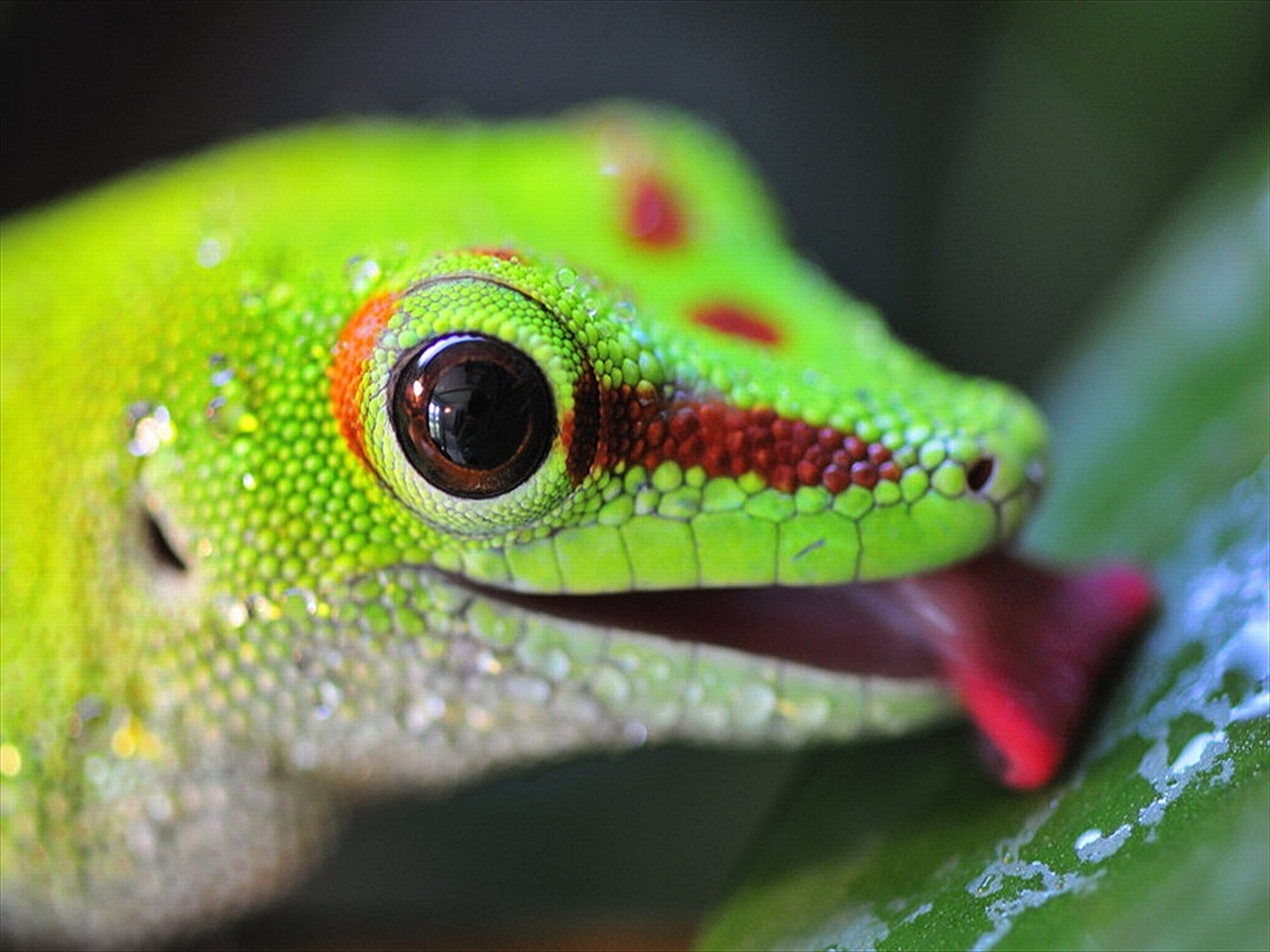 Download mobile wallpaper Animal, Lizard for free.