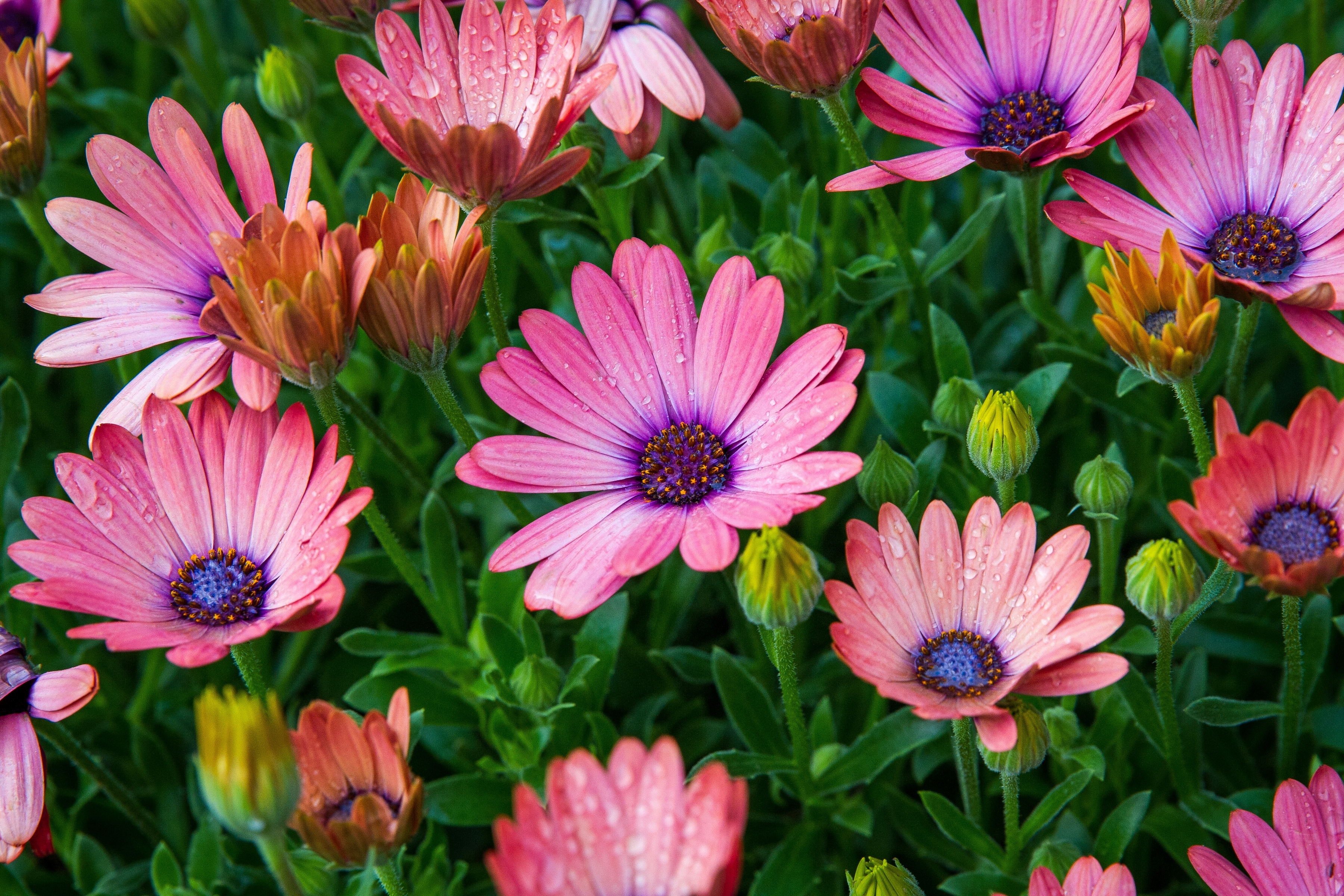 Laden Sie das Natur, Blumen, Blume, Gänseblümchen, Erde/natur, Pinke Blume-Bild kostenlos auf Ihren PC-Desktop herunter