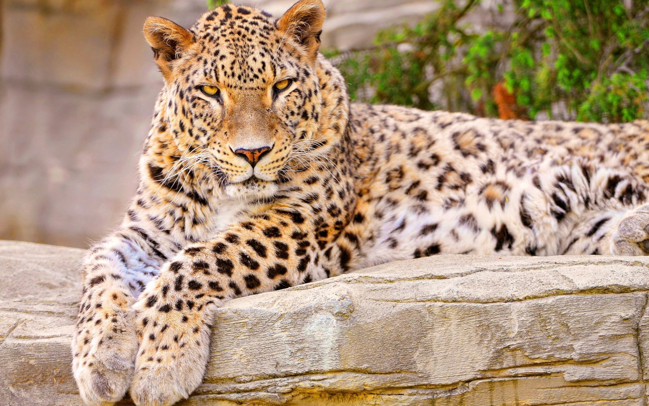animals, lies, leopard, beautiful, big cat, satisfied, content
