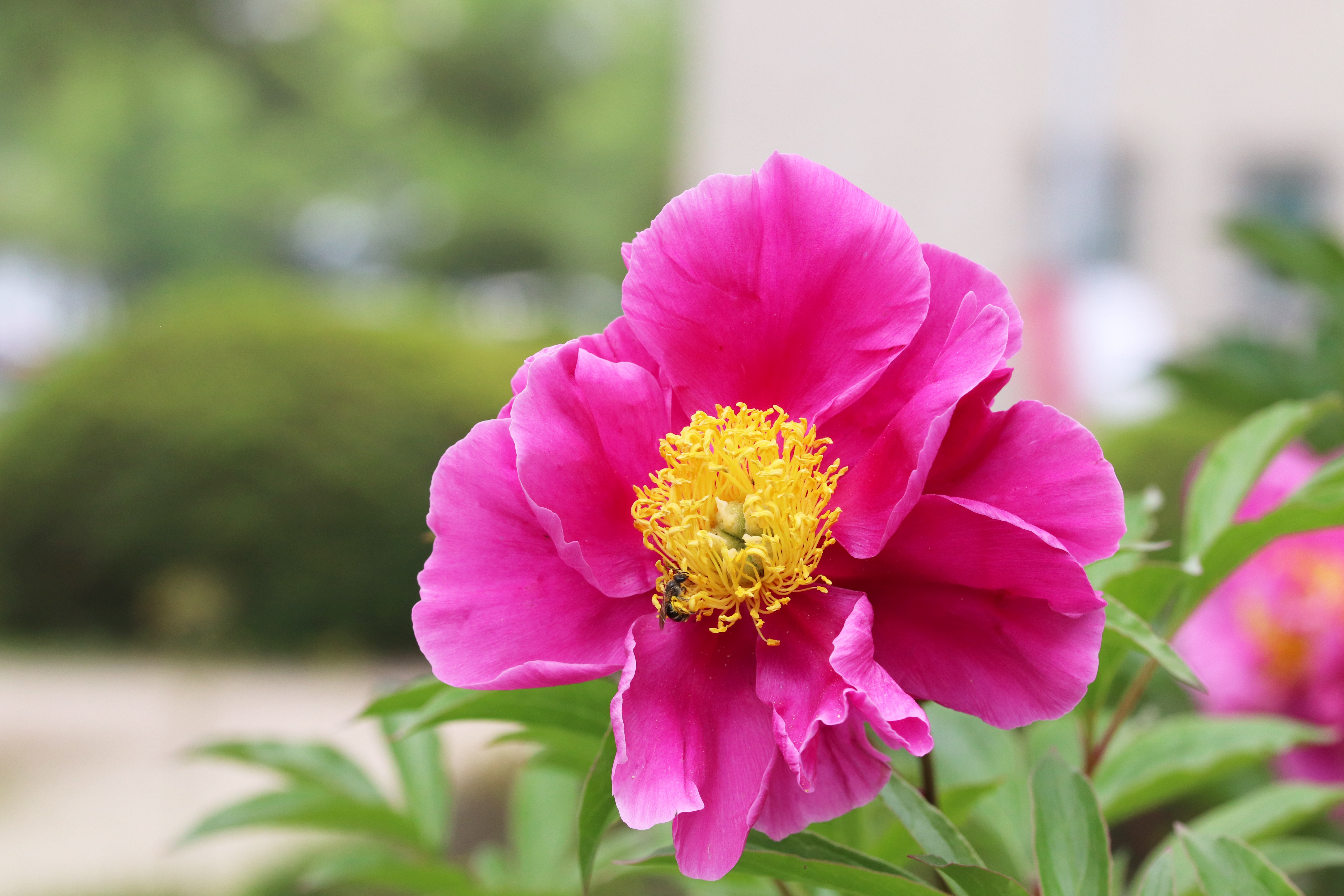 Скачать картинку Пчела, Пион, Земля/природа, Розовый Цветок в телефон бесплатно.